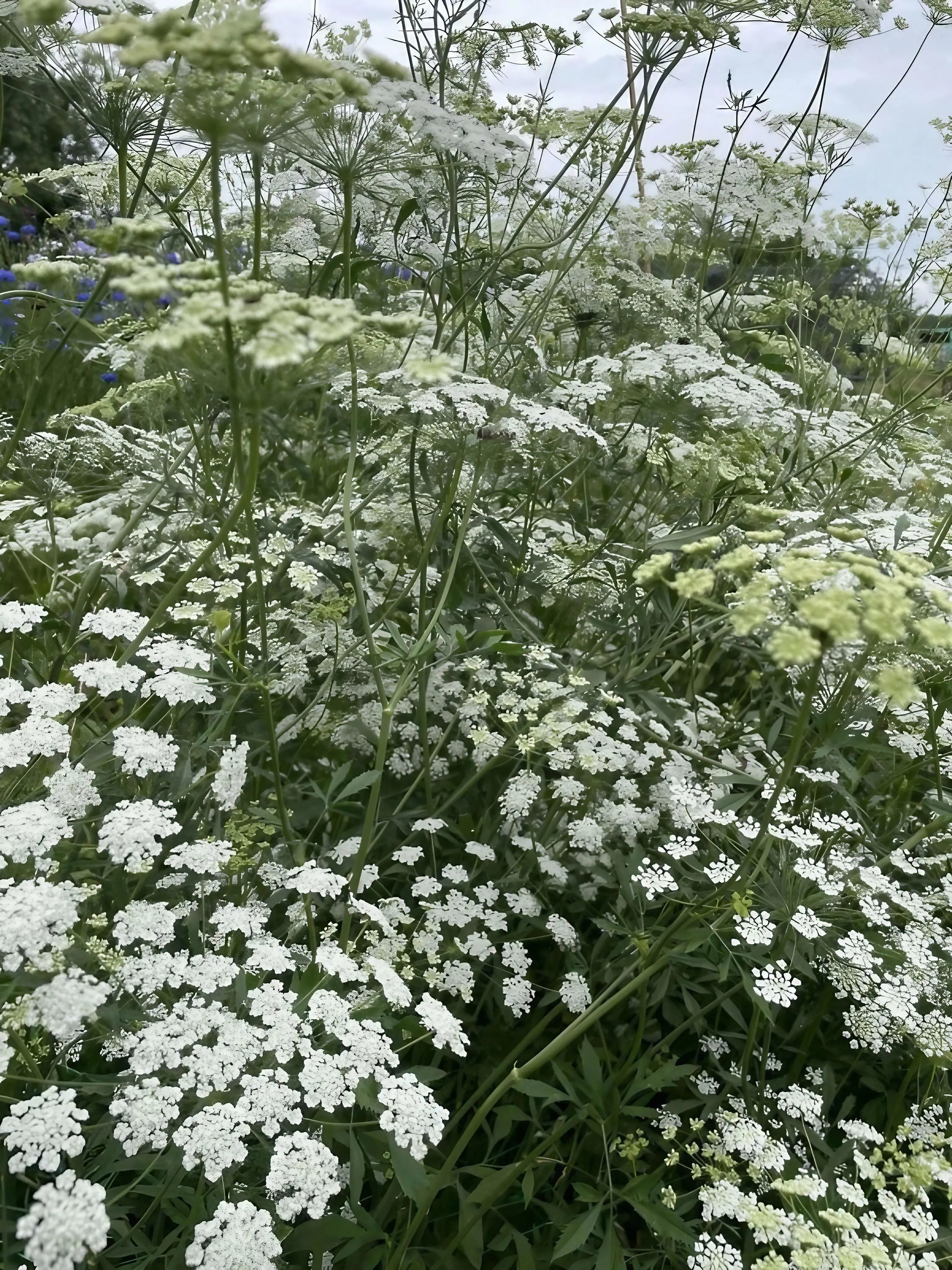 Ammi majus - REGN