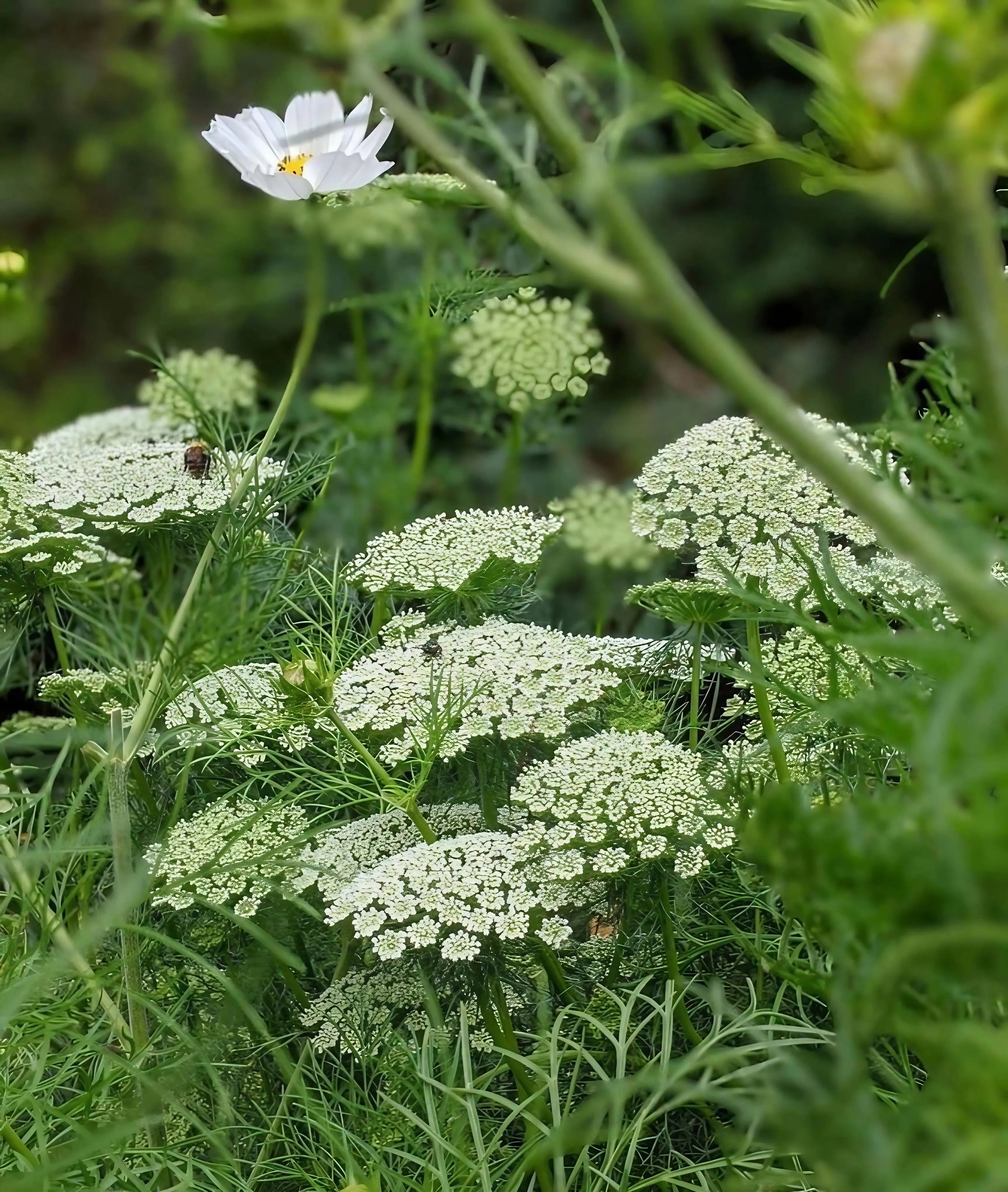 Ammi majus - REGN