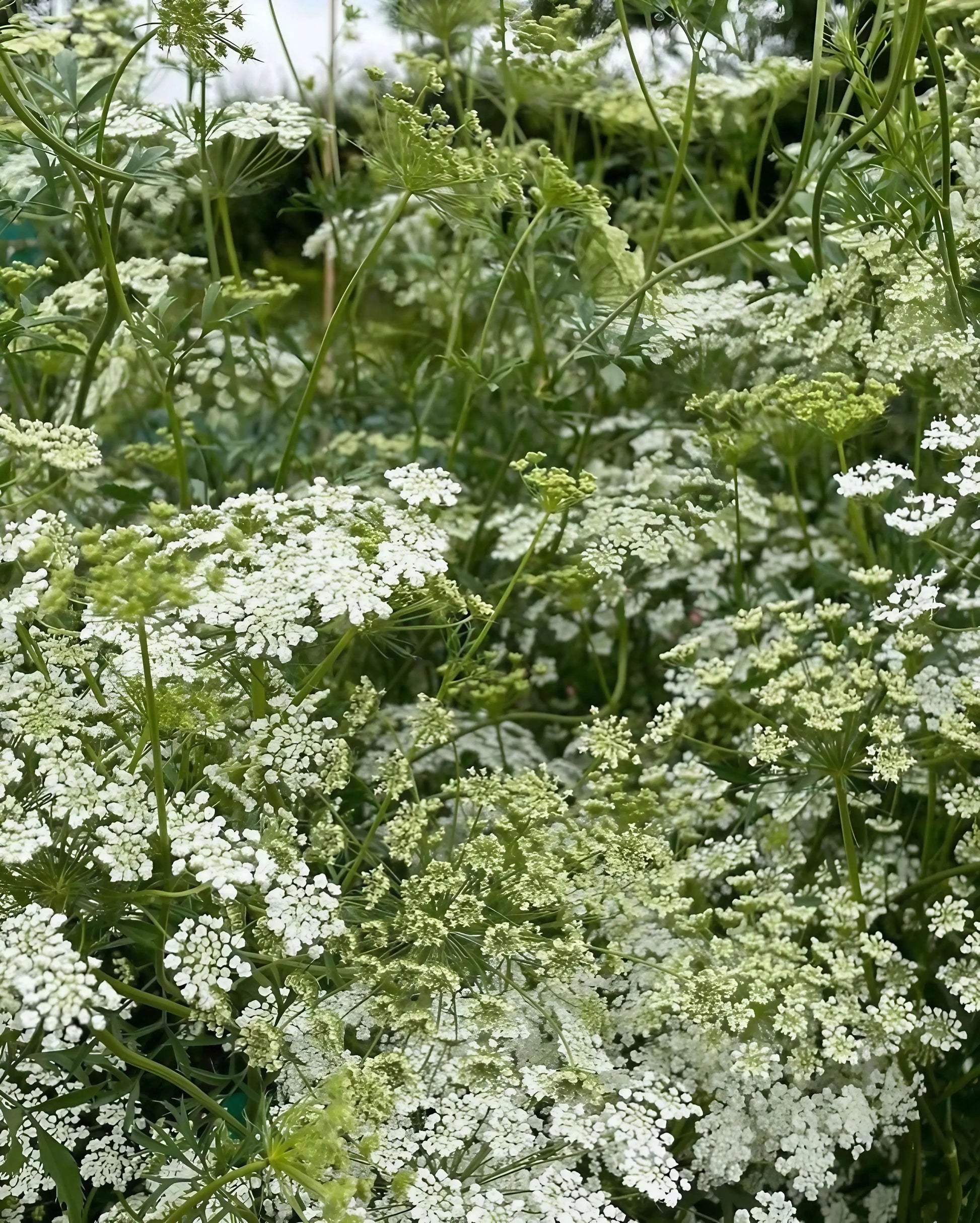 Ammi majus - REGN