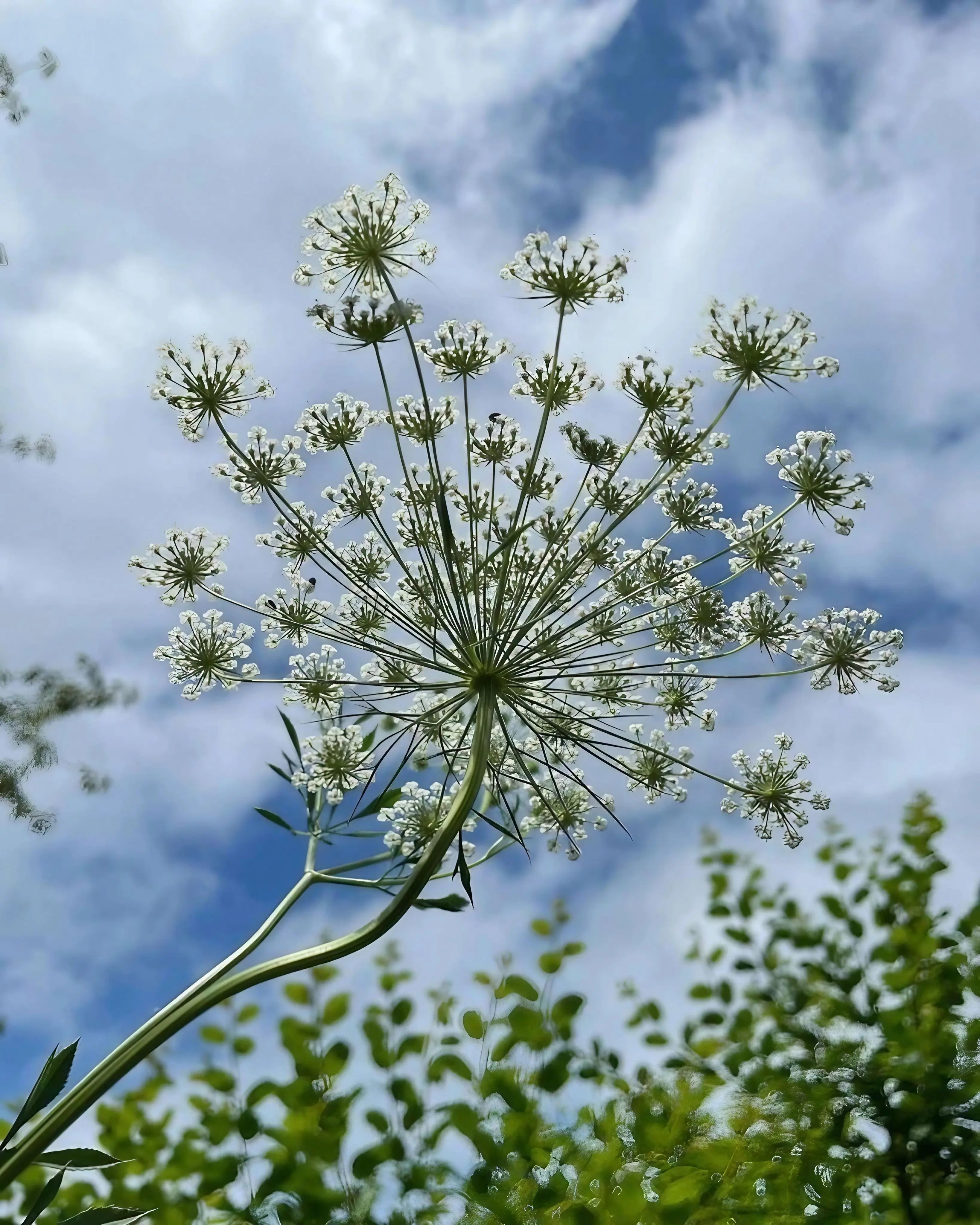 Ammi majus - REGN
