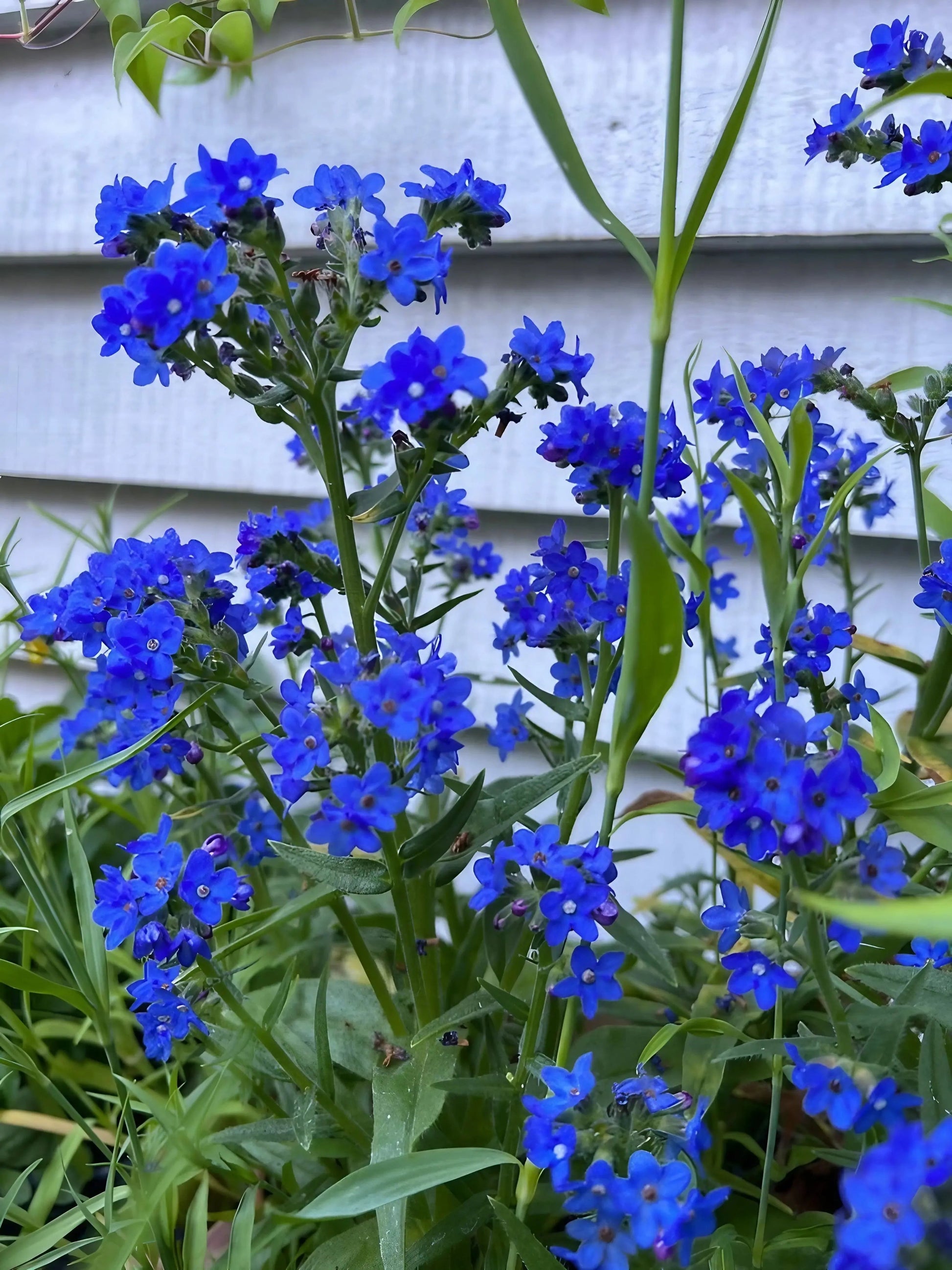 Anchusa Blue Angel - REGN