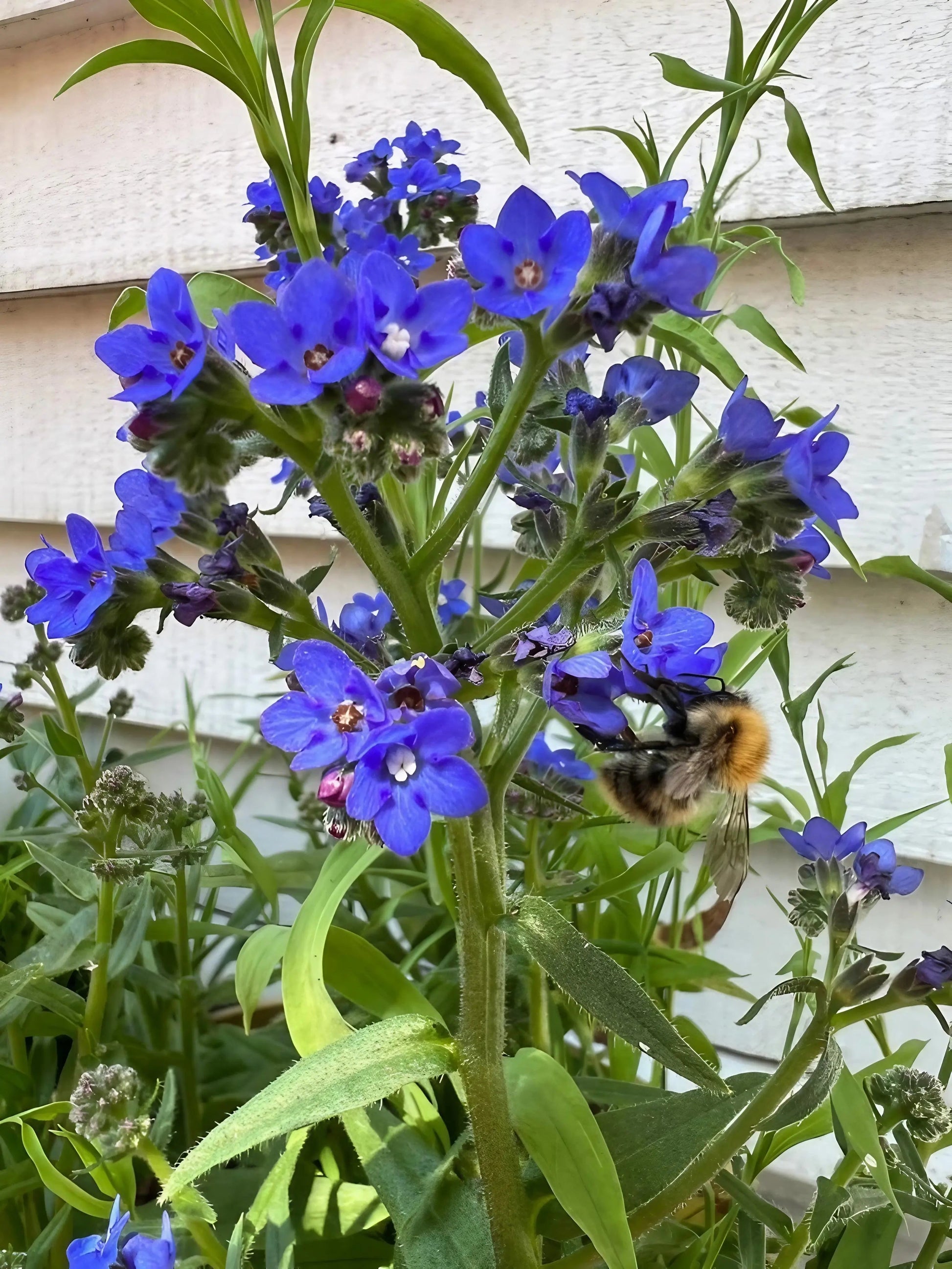 Anchusa Blue Angel - REGN