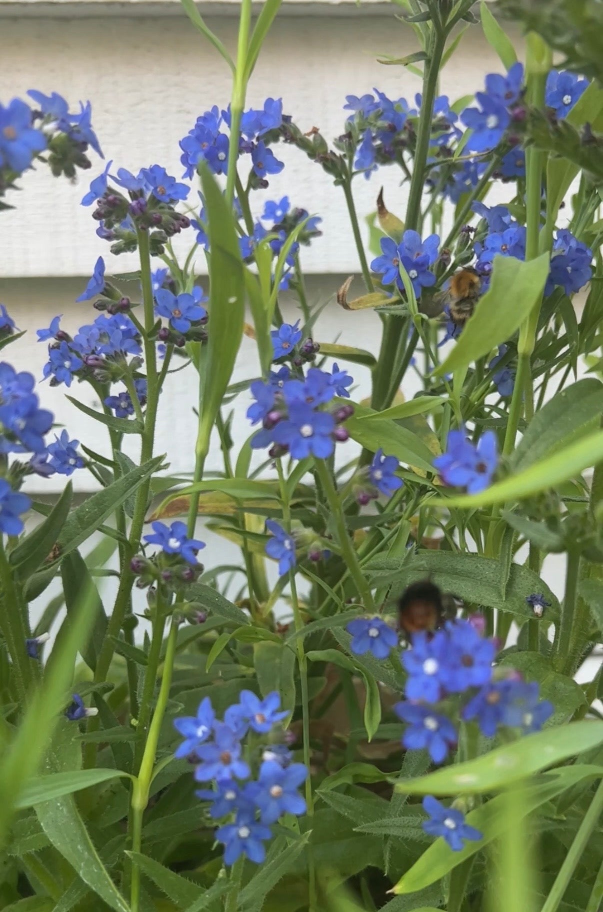 Anchusa Blue Angel - REGN