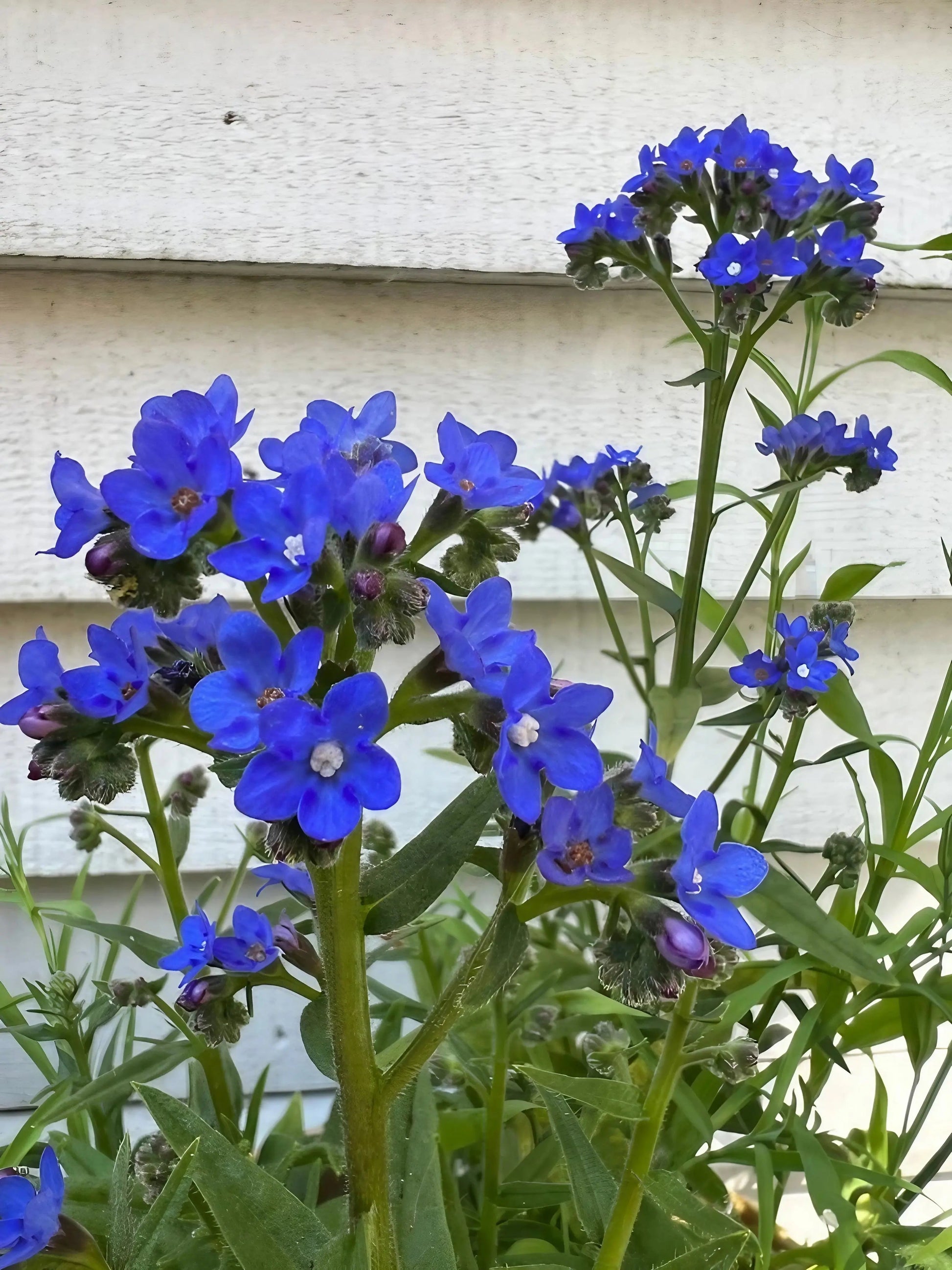 Anchusa Blue Angel - REGN