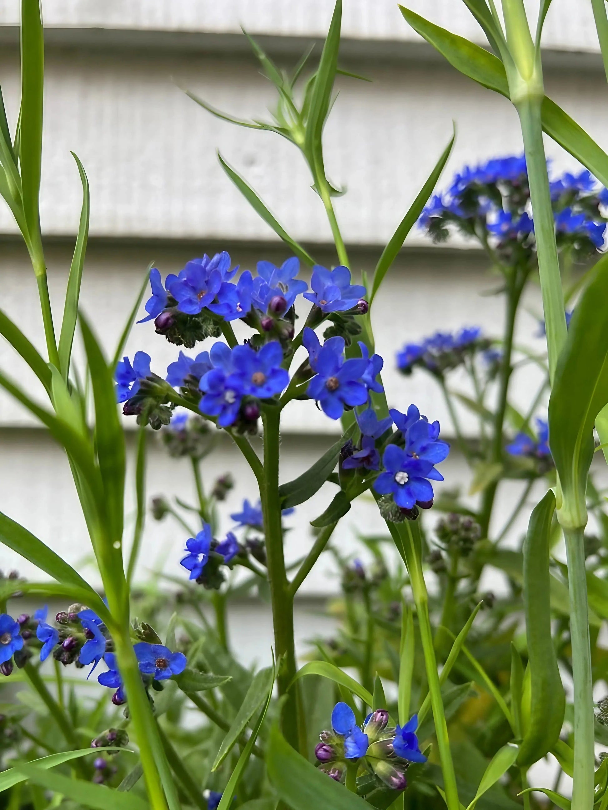 Anchusa Blue Angel - REGN
