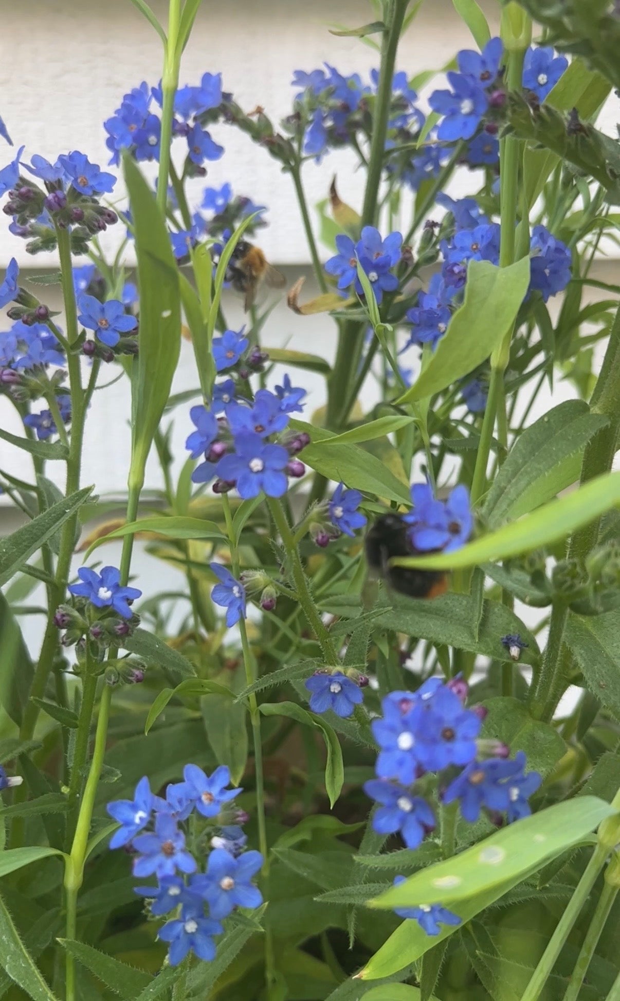 Anchusa Blue Angel - REGN