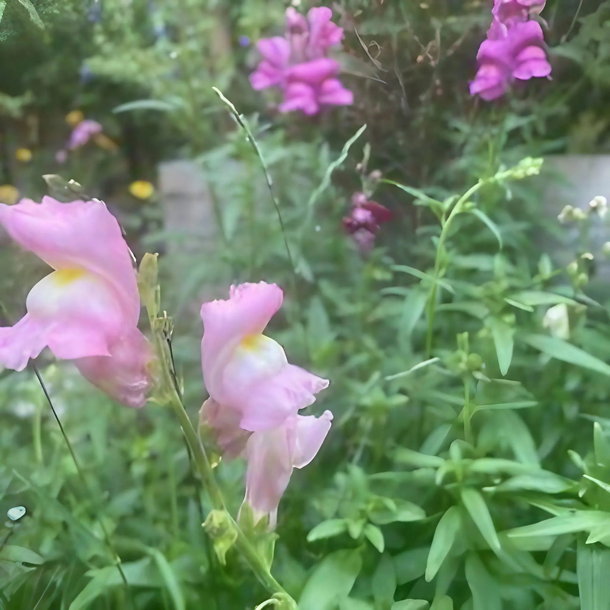 Antirrhinum Crown Mixed - REGN