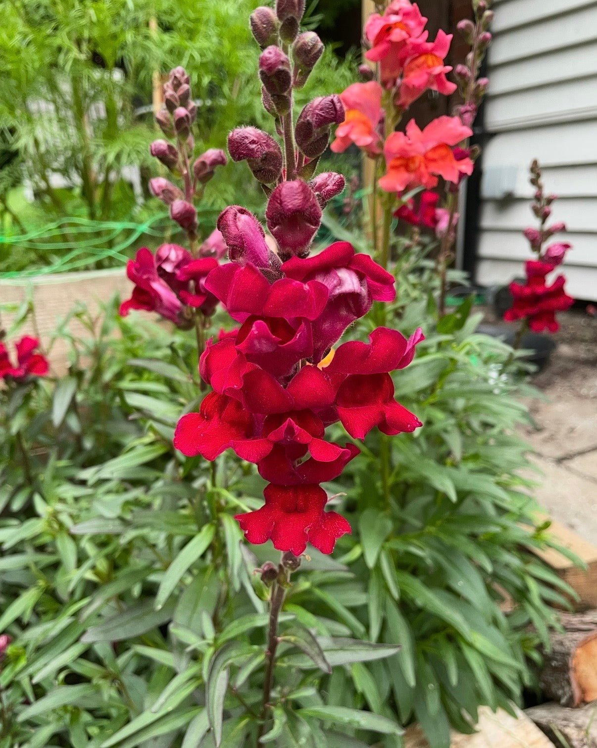 Antirrhinum Crown Mixed - REGN