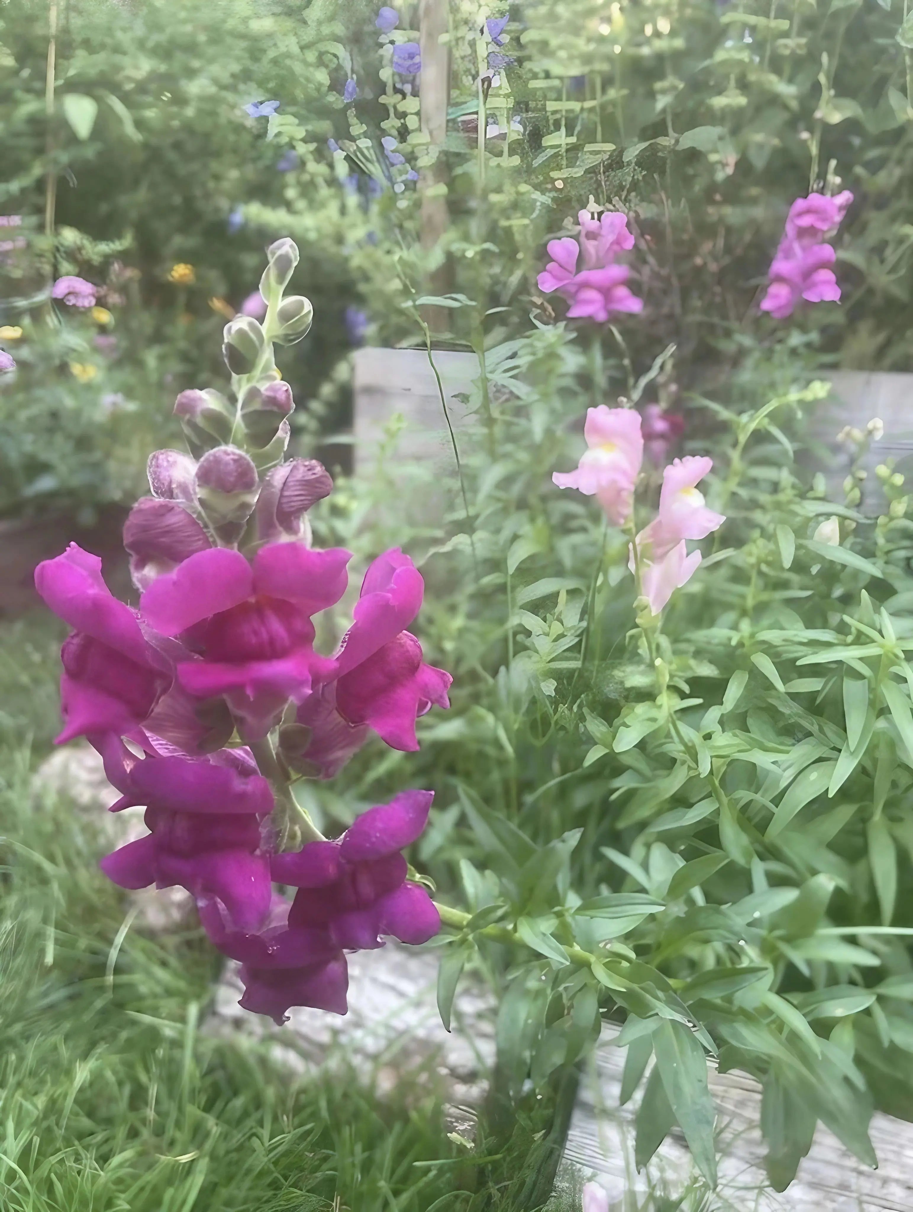 Antirrhinum Crown Mixed - REGN