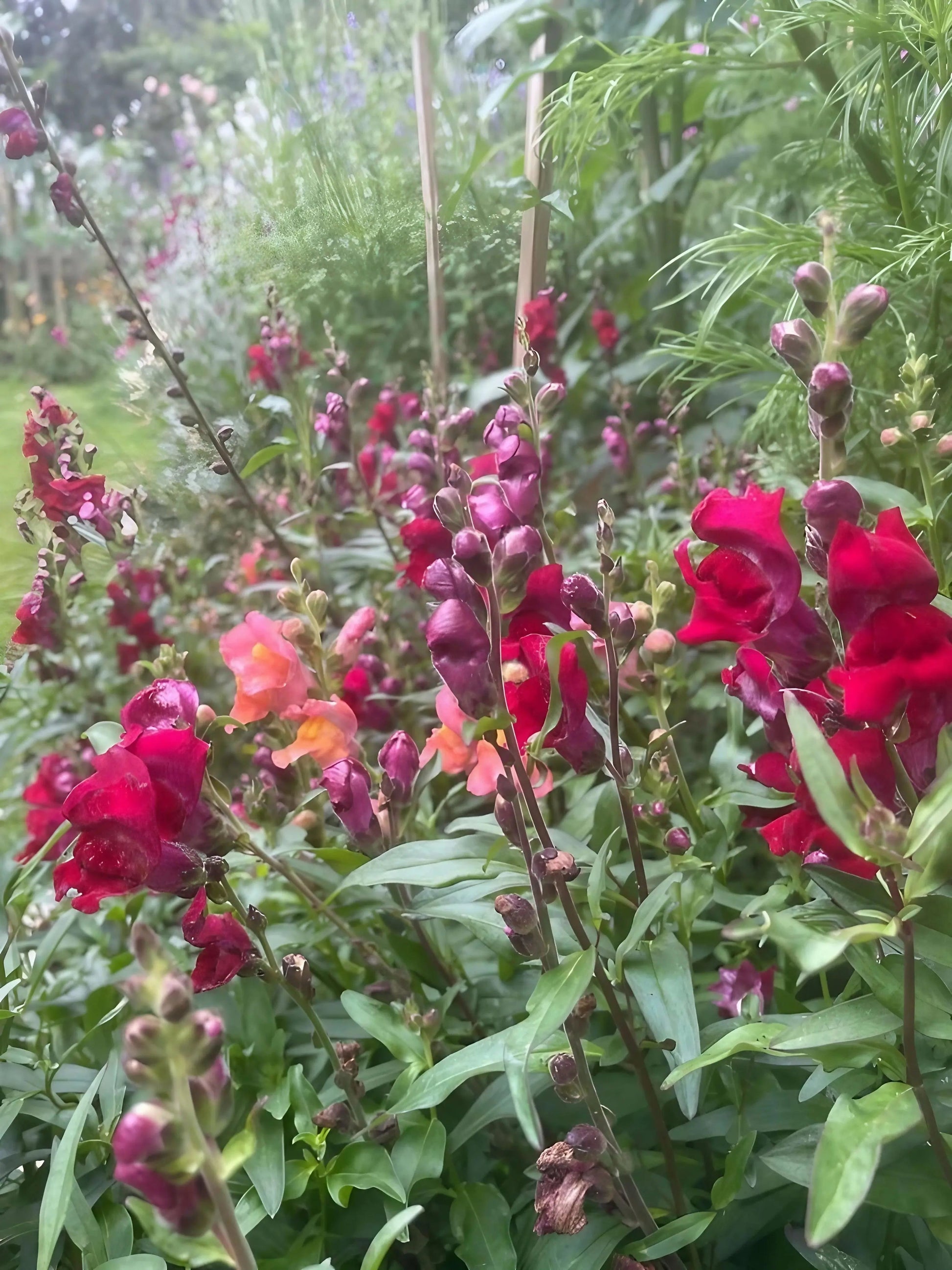 Antirrhinum Crown Mixed - REGN