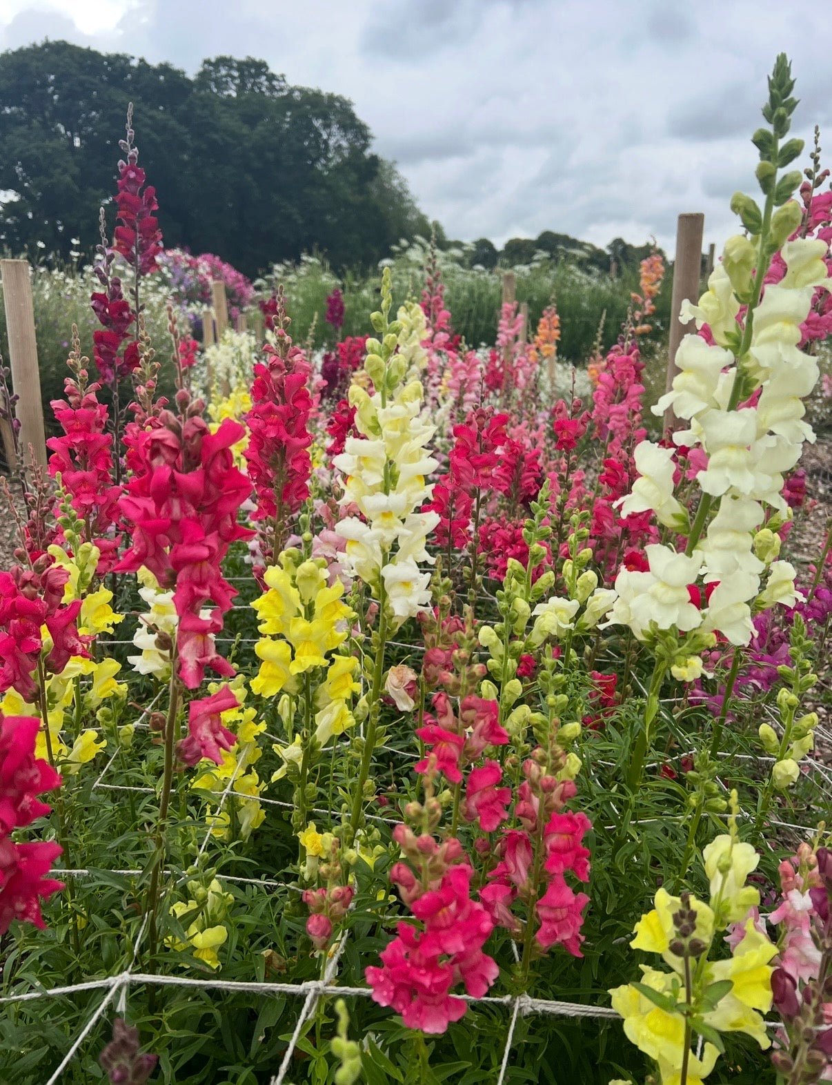 Antirrhinum Crown Mixed - REGN