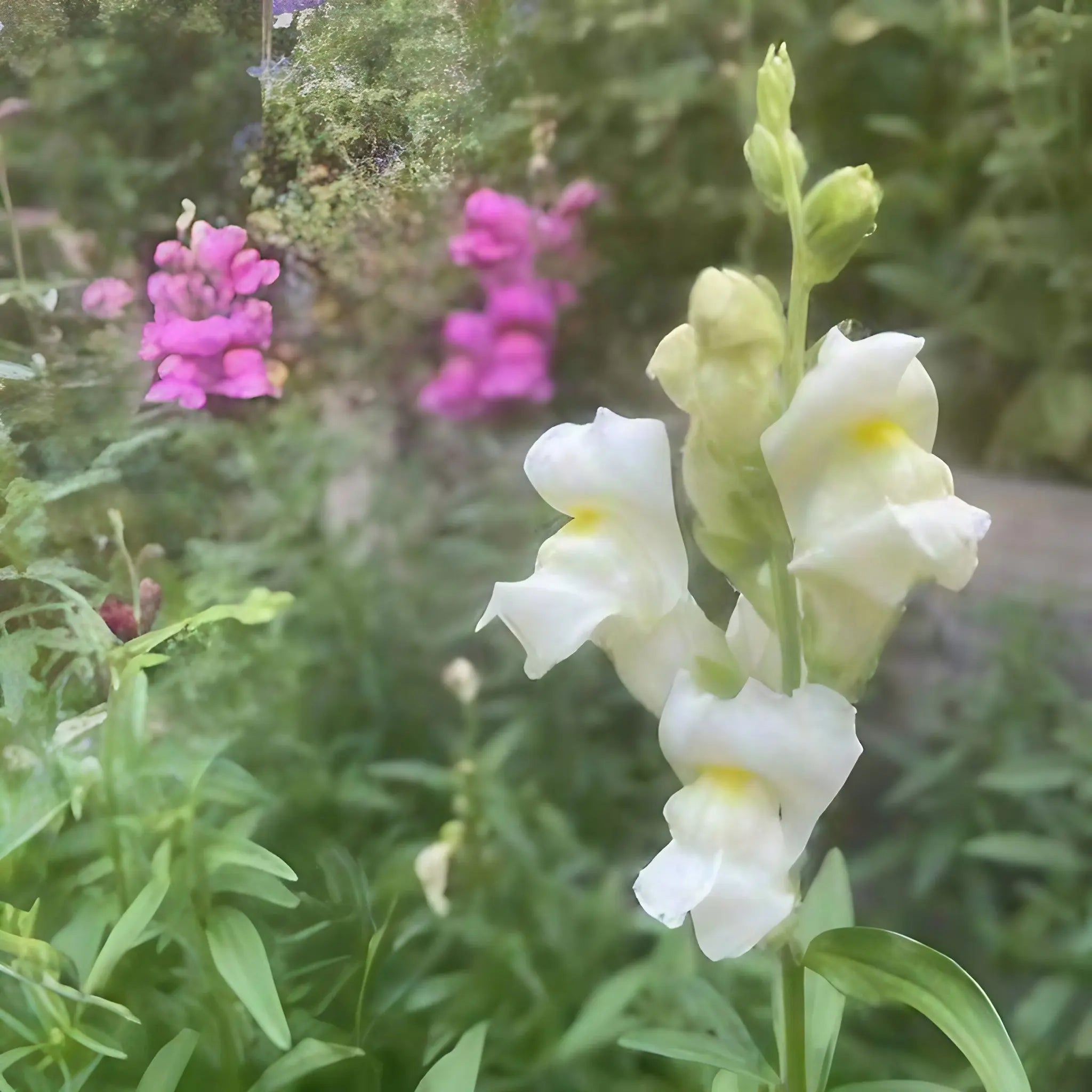 Antirrhinum Crown Mixed - REGN