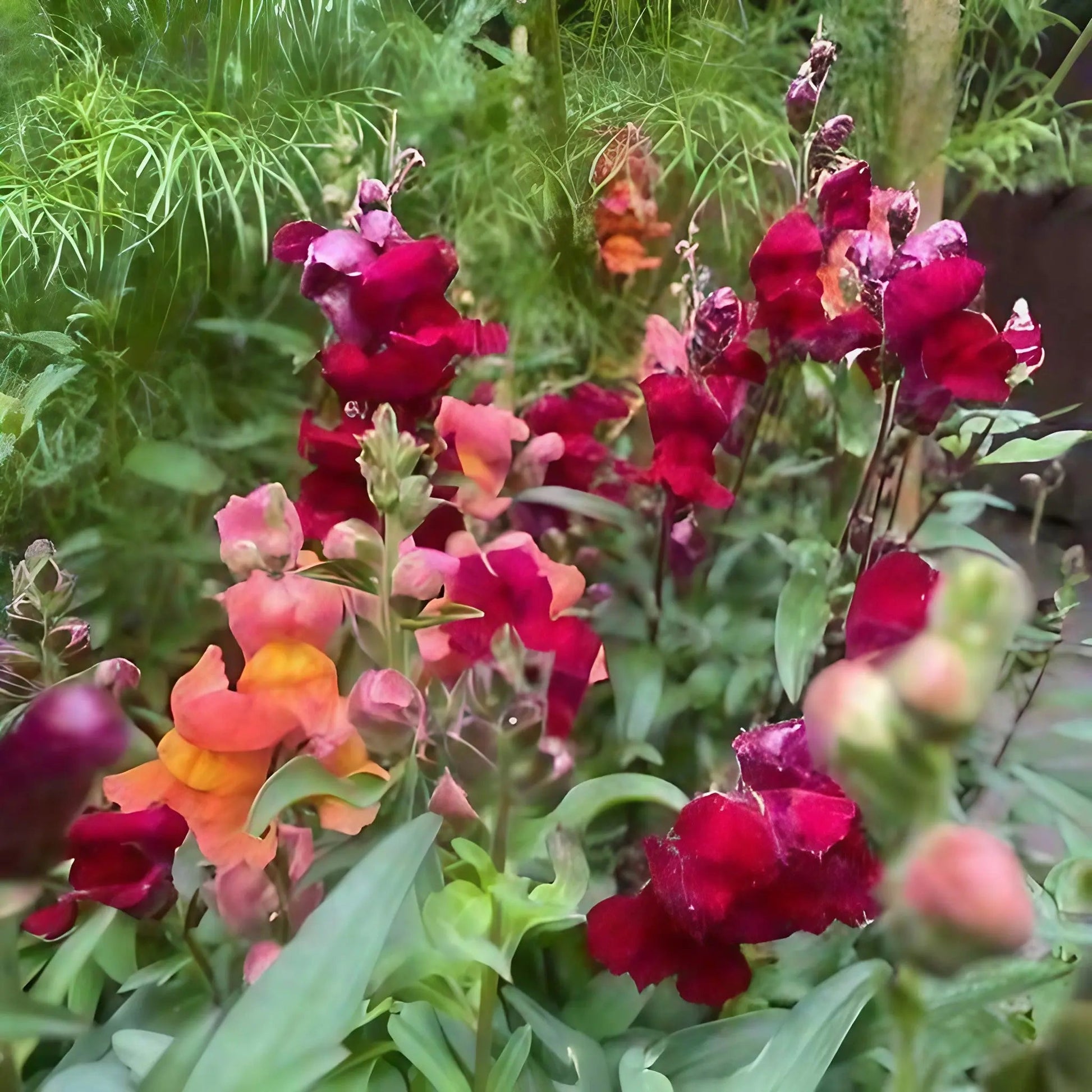 Antirrhinum Crown Mixed - REGN
