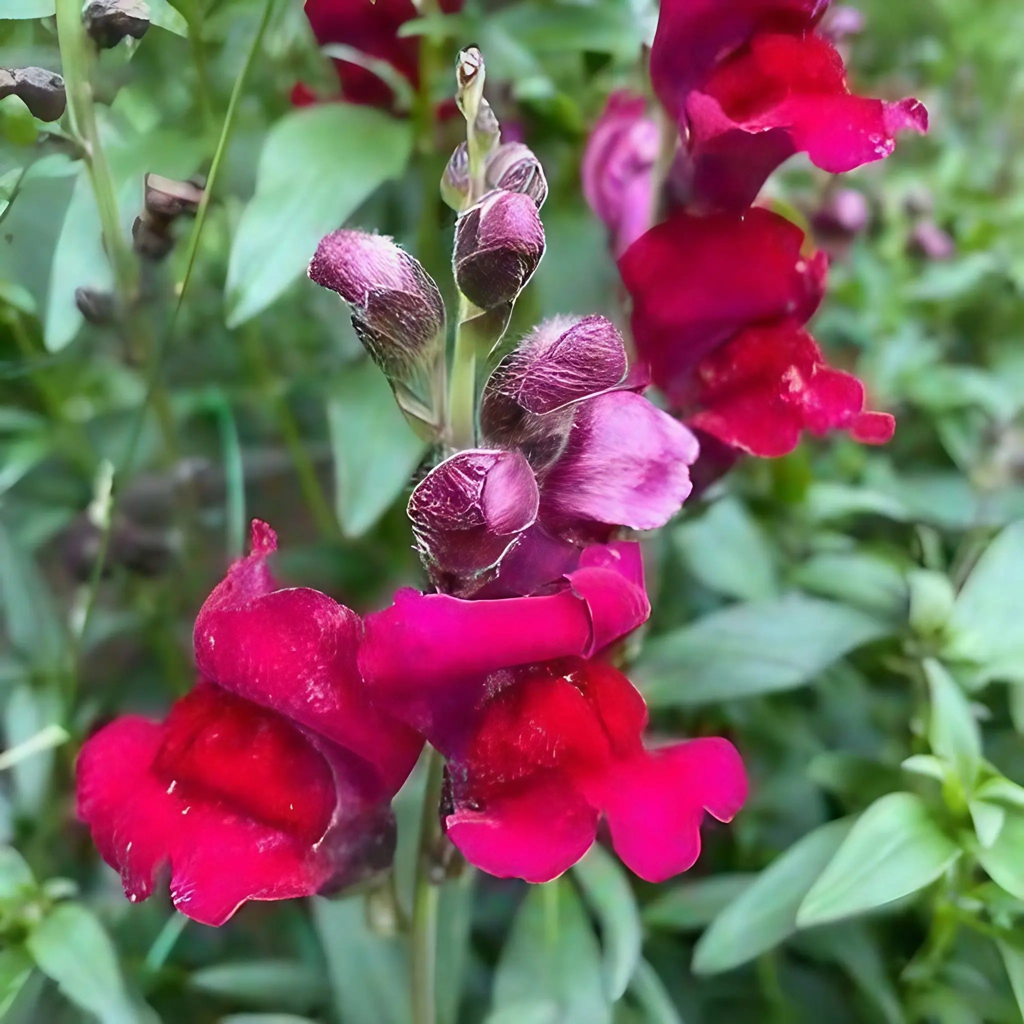 Antirrhinum Crown Mixed - REGN