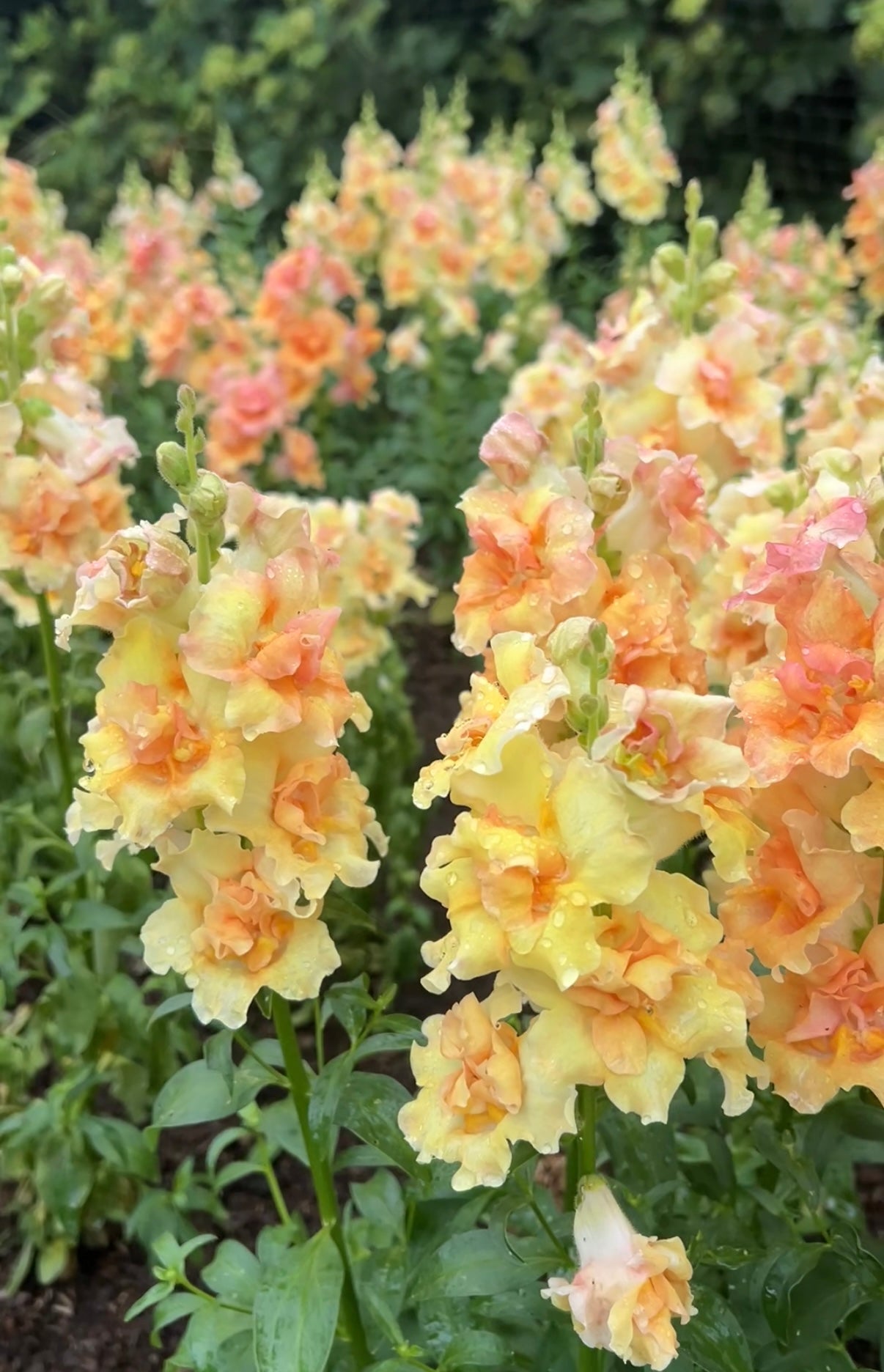 Antirrhinum DoubleShot Peach - REGN