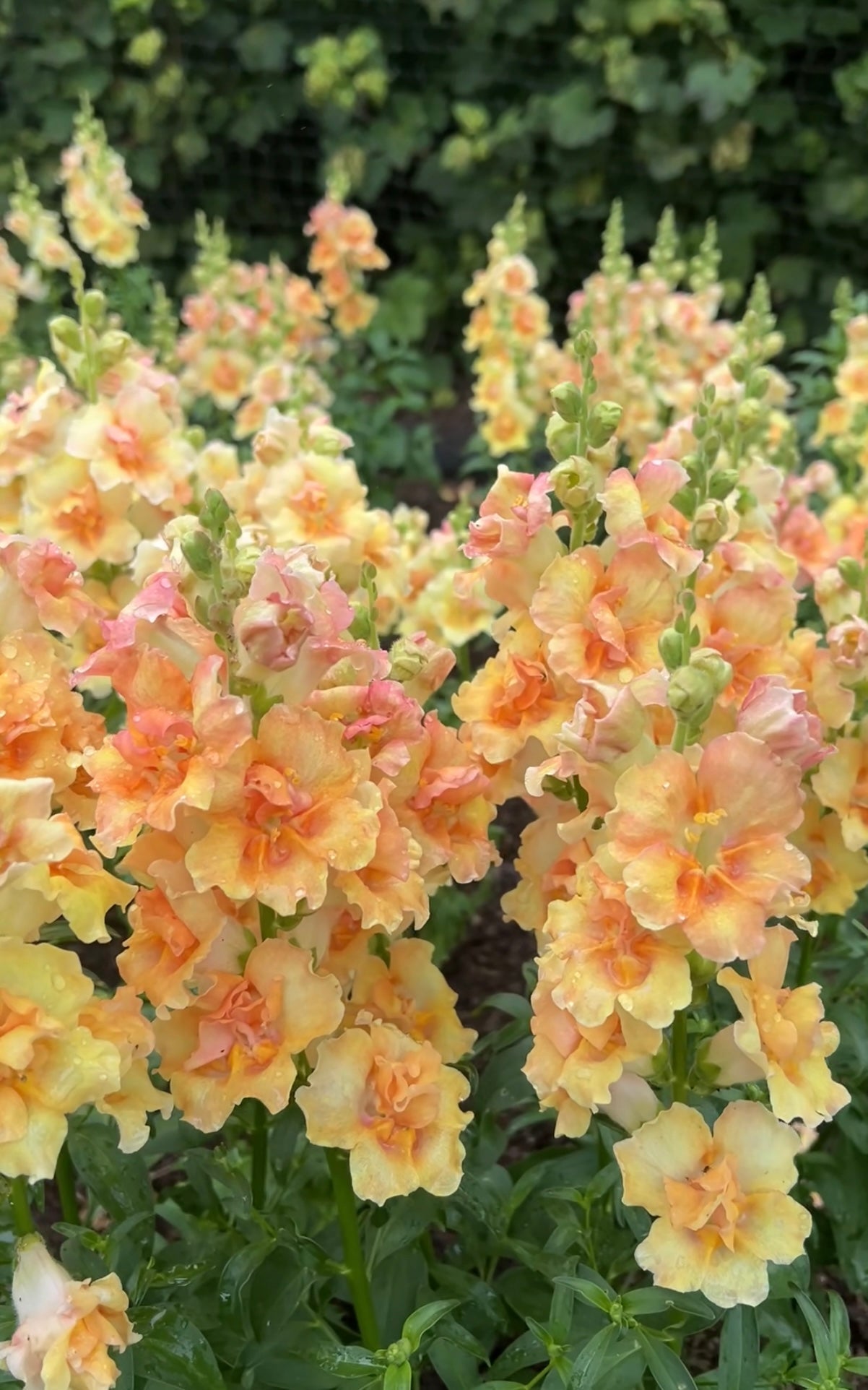 Antirrhinum DoubleShot Peach - REGN