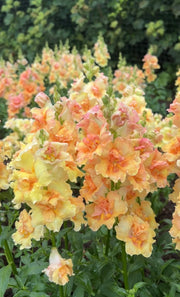Antirrhinum DoubleShot Peach - REGN