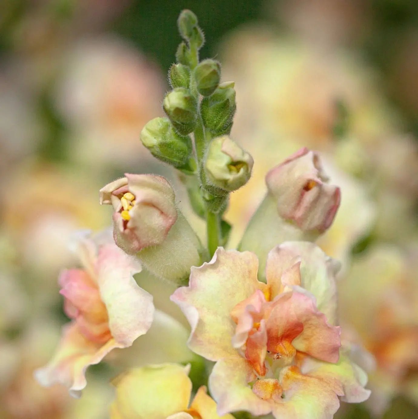 Antirrhinum DoubleShot Peach - REGN