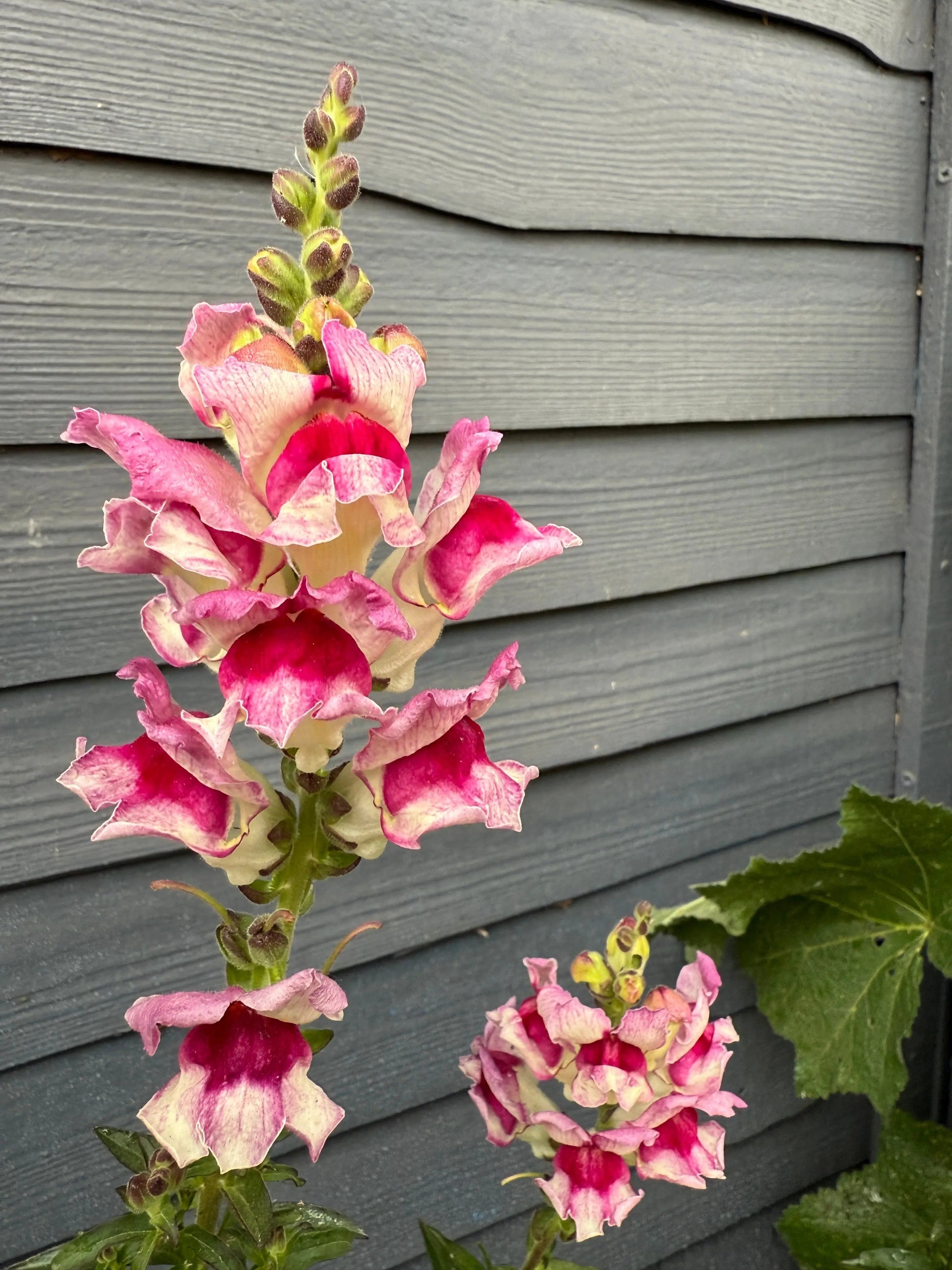 Antirrhinum Lucky Lips - REGN
