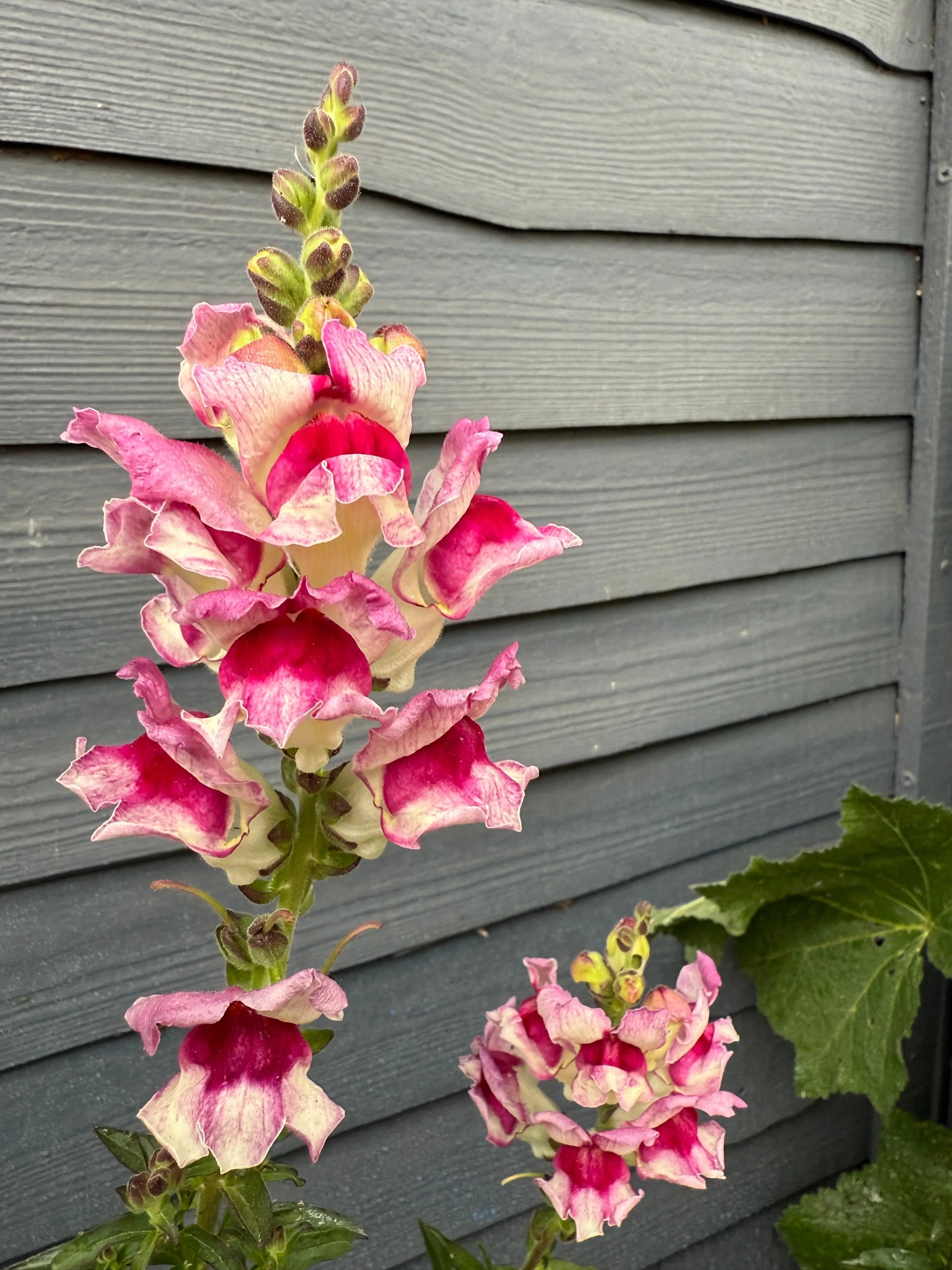 Antirrhinum Lucky Lips - REGN
