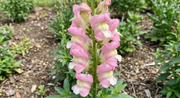 Antirrhinum Sweet Duet Apple Blossom - REGN