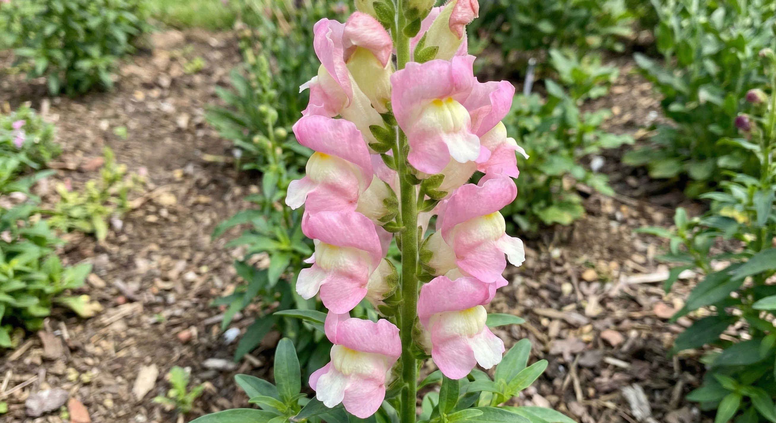 Antirrhinum Sweet Duet Apple Blossom - REGN