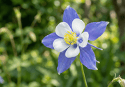 Aquilegia Columbine Blue - REGN