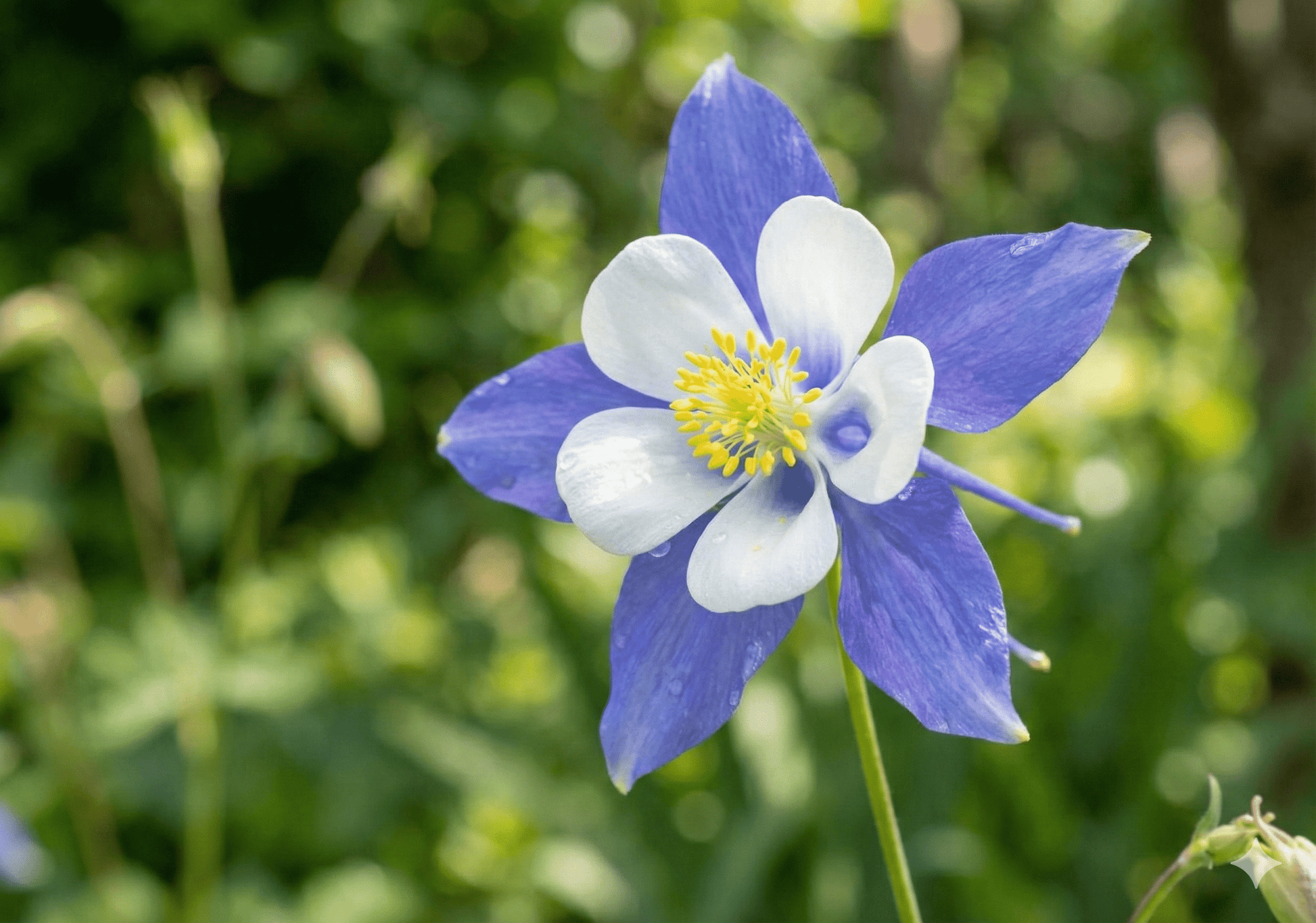Aquilegia Columbine Blue - REGN