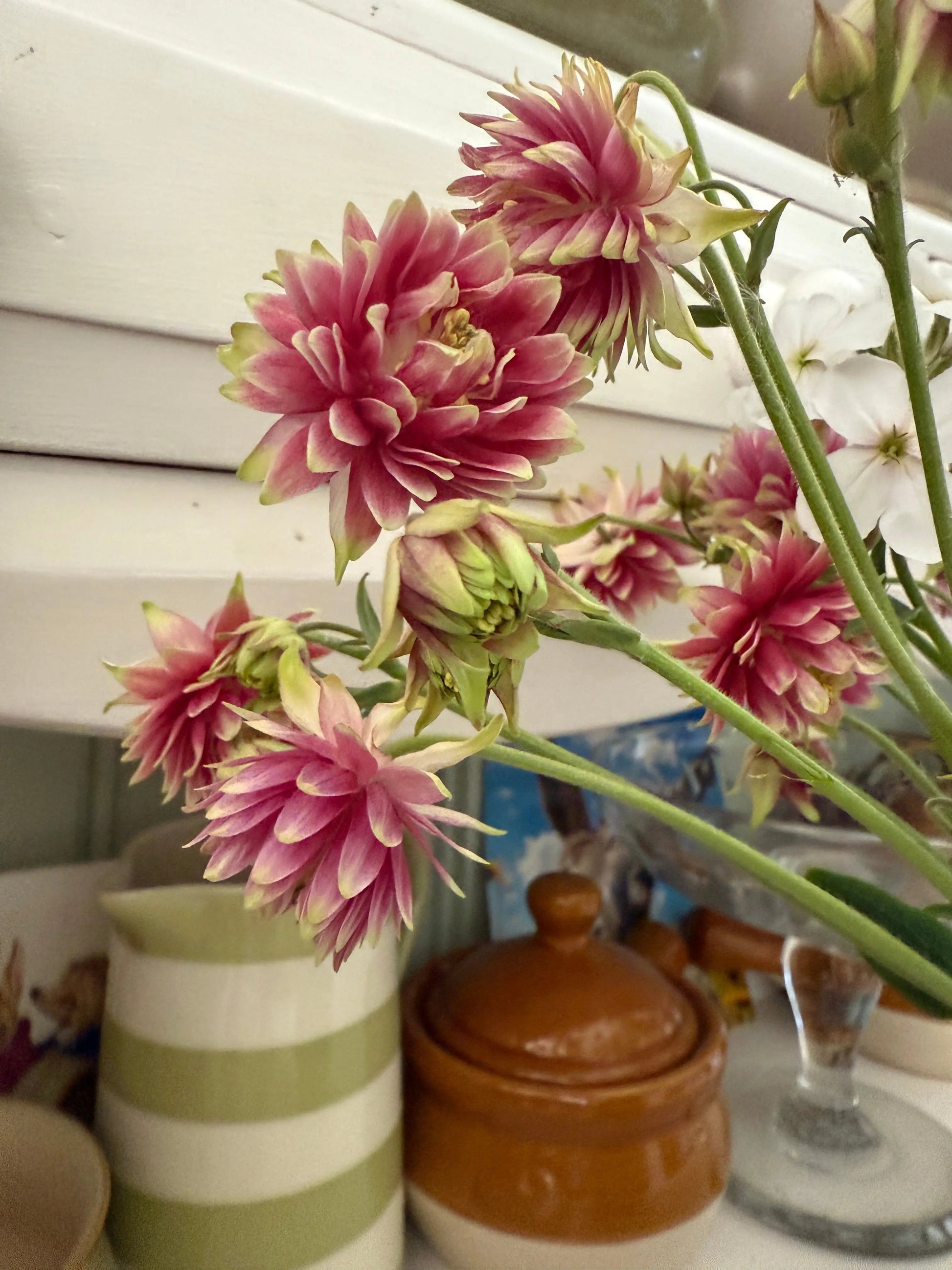 Aquilegia Nora Barlow - REGN