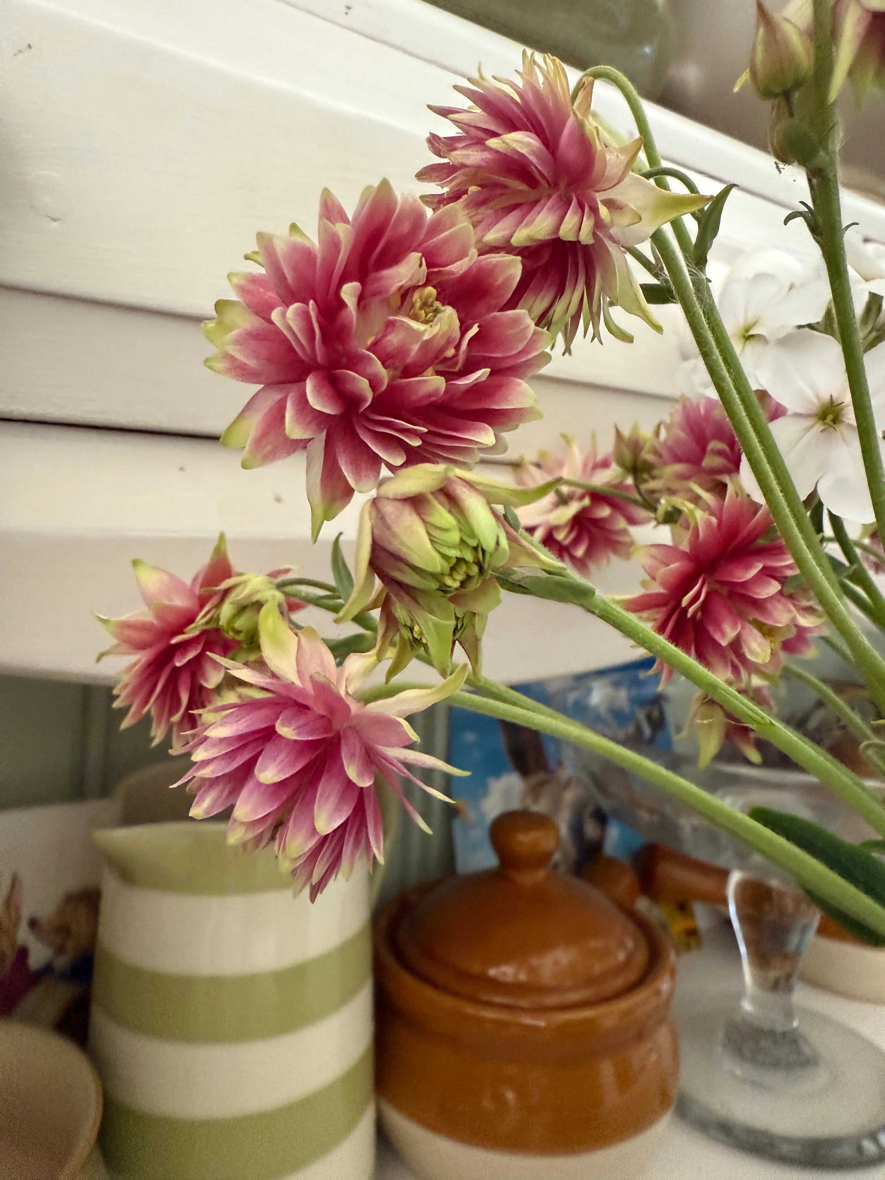 Aquilegia Nora Barlow - REGN