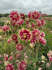 Aquilegia Nora Barlow - REGN