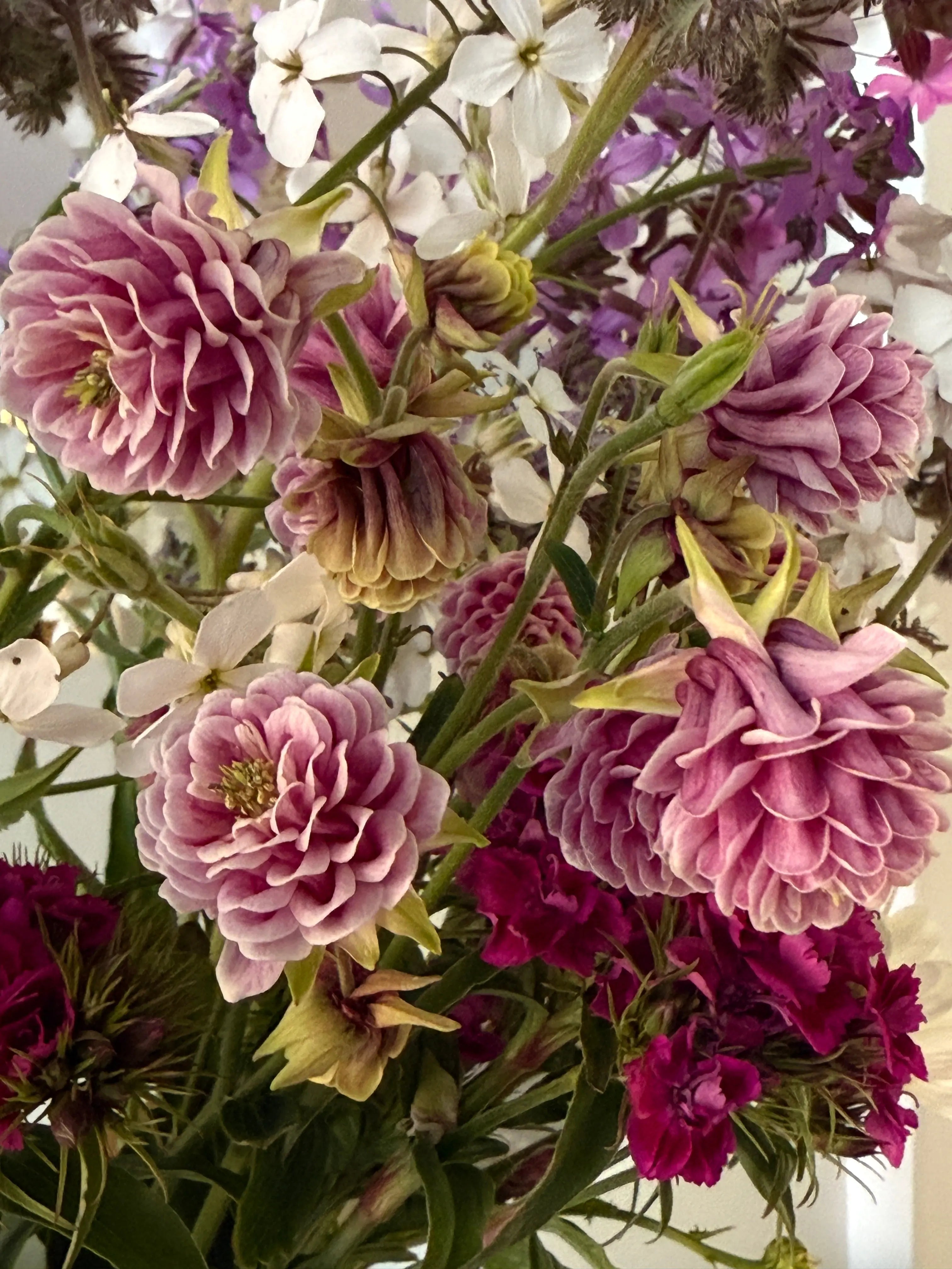 Aquilegia Nora Barlow - REGN