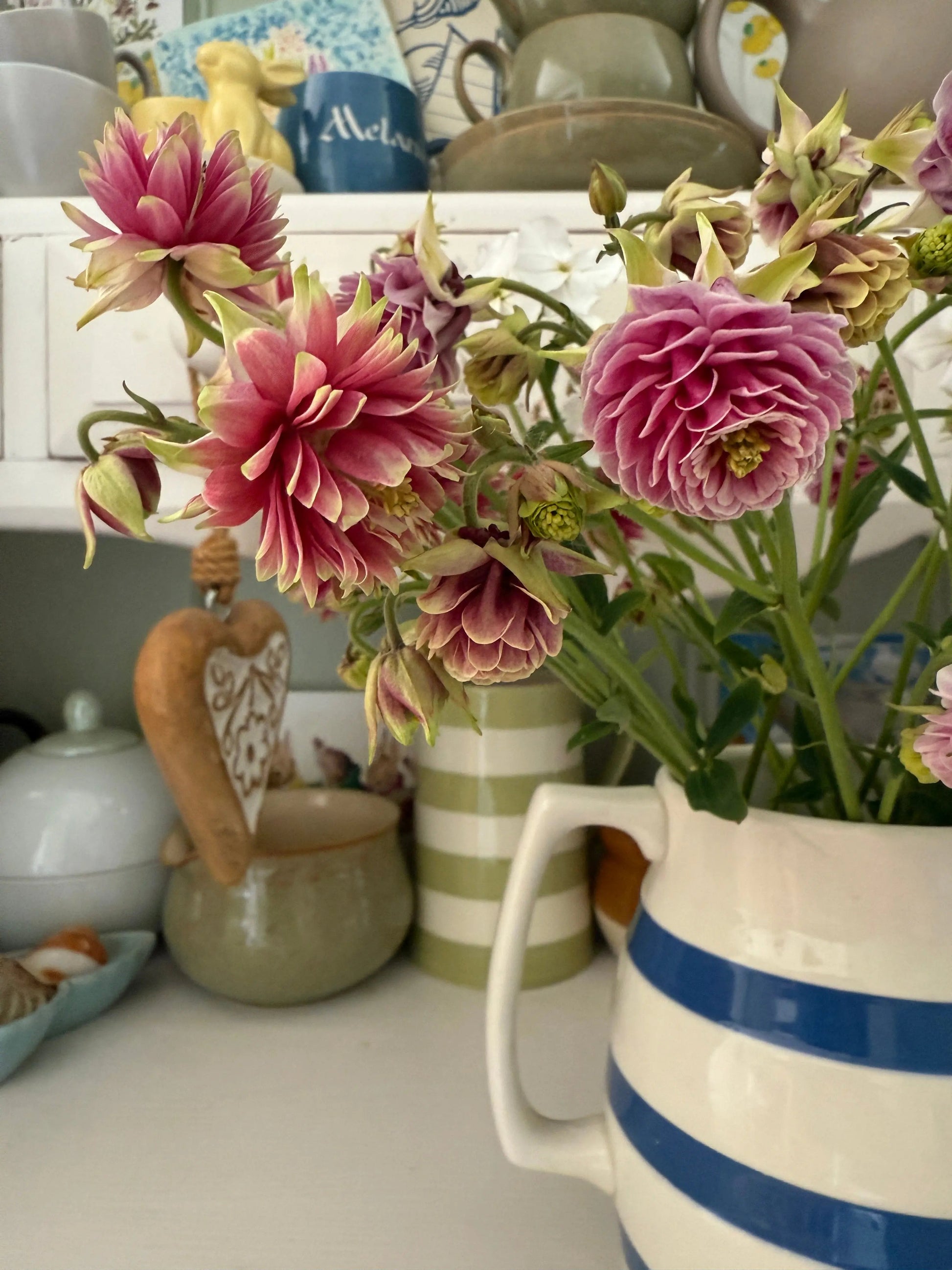 Aquilegia Nora Barlow - REGN
