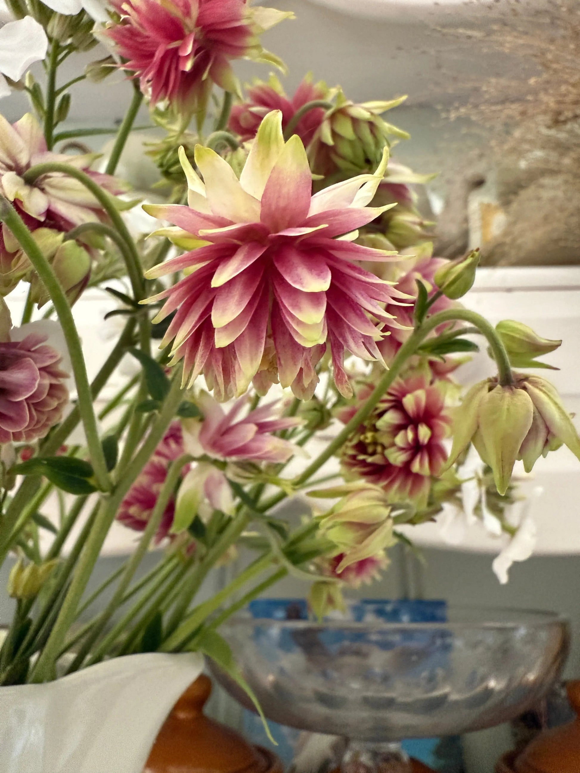 Aquilegia Nora Barlow - REGN