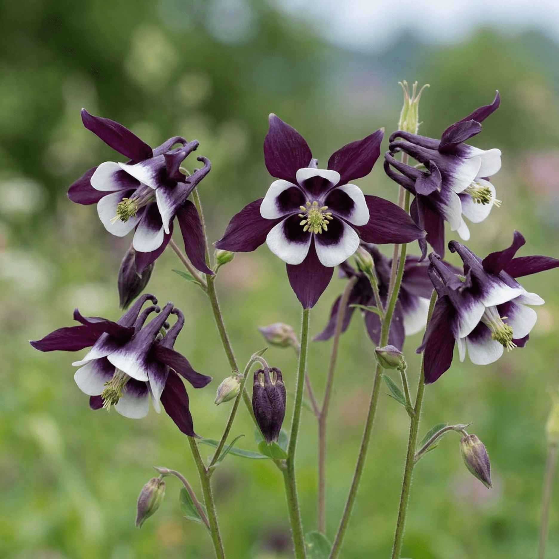 Aquilegia William Guinness - REGN
