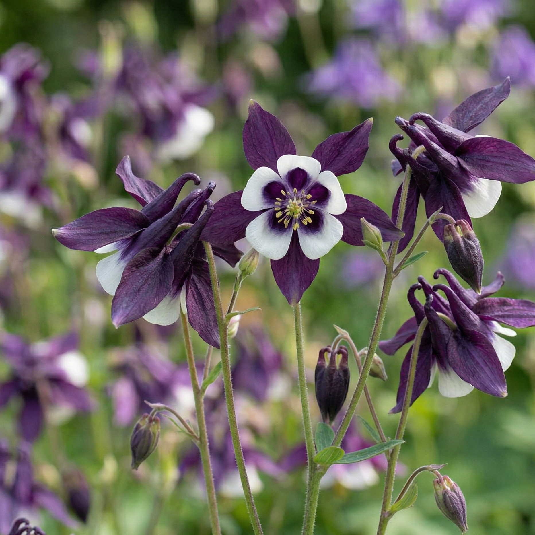 Aquilegia William Guinness - REGN