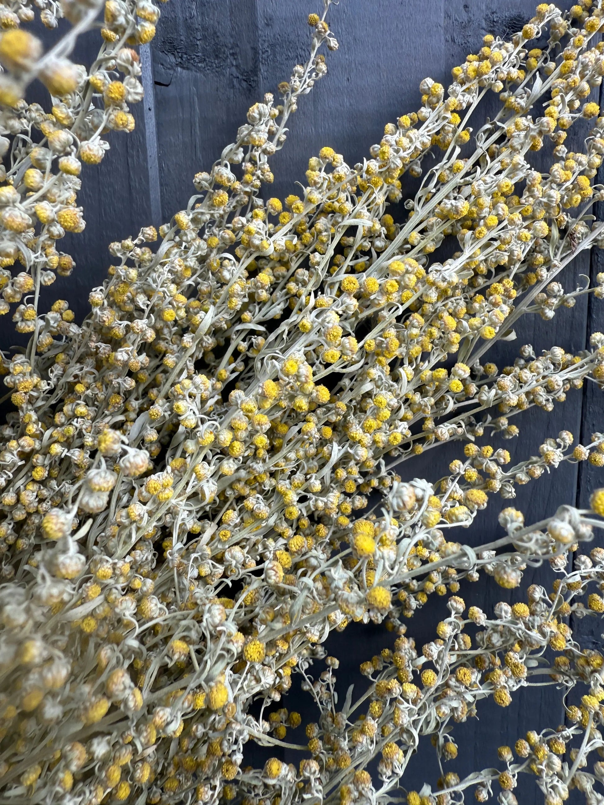 Artemisia Dried - REGN