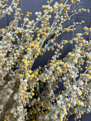 Artemisia Dried - REGN