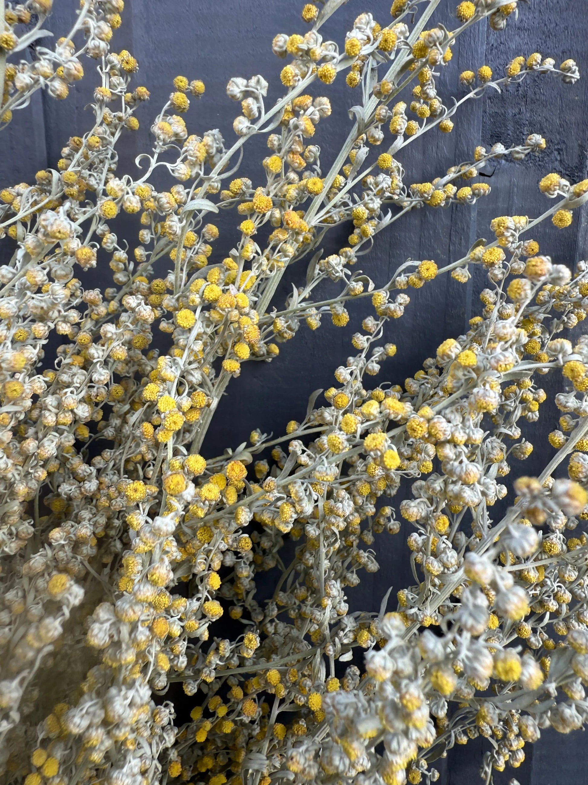 Artemisia Dried - REGN