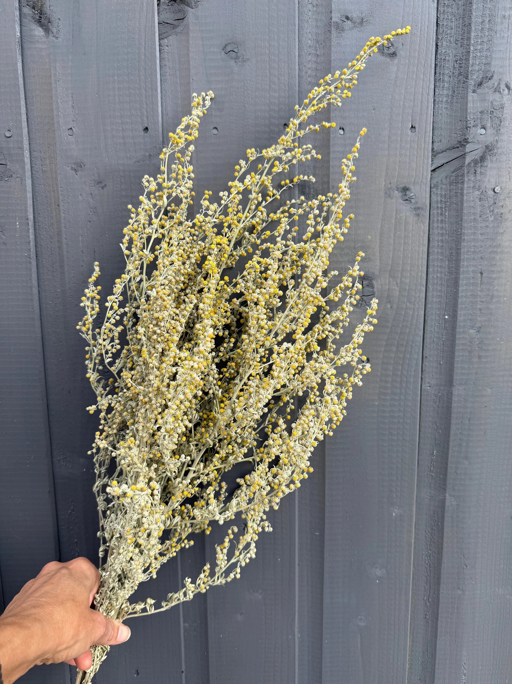 Artemisia Dried - REGN