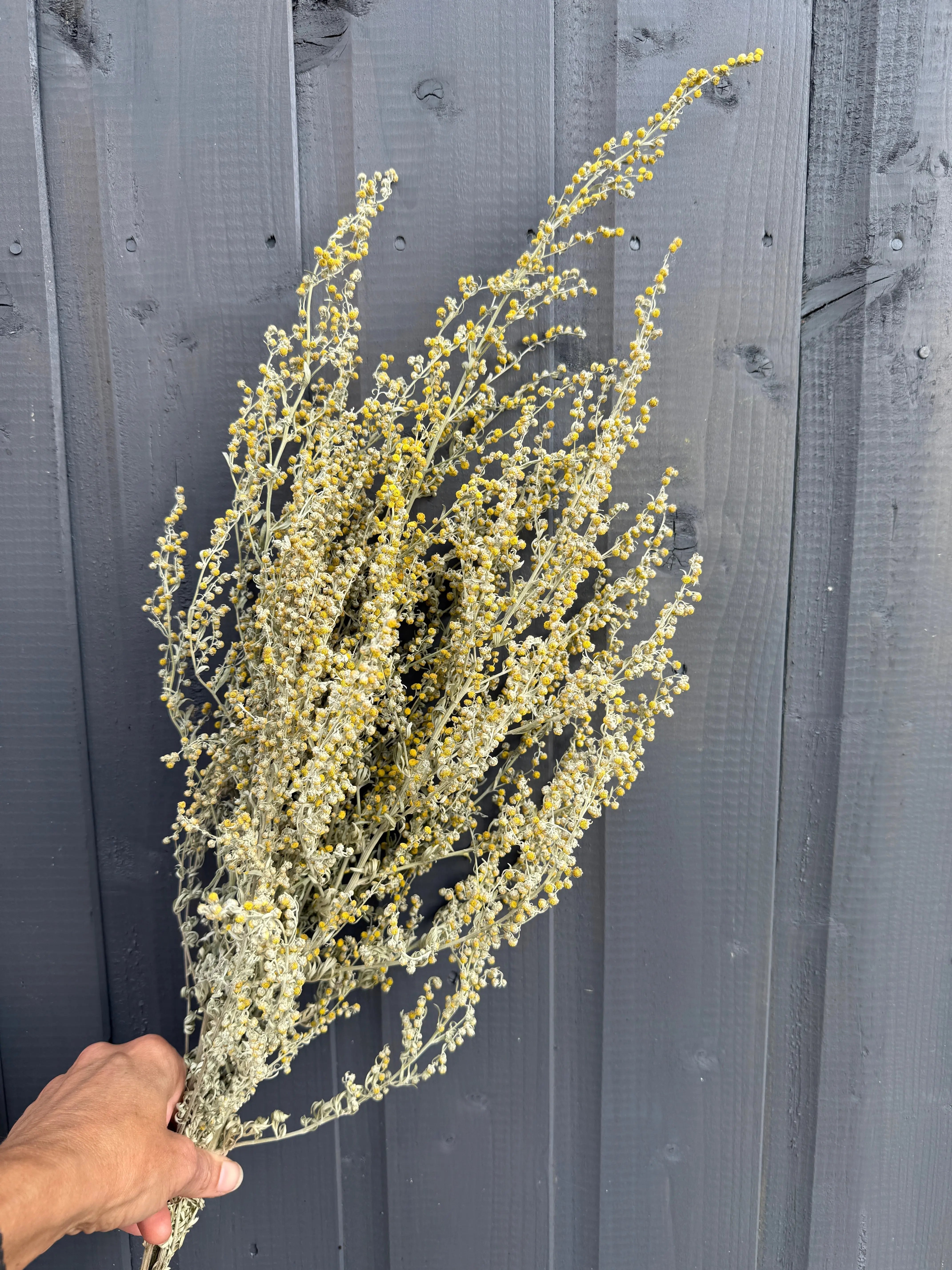 Artemisia Dried - REGN