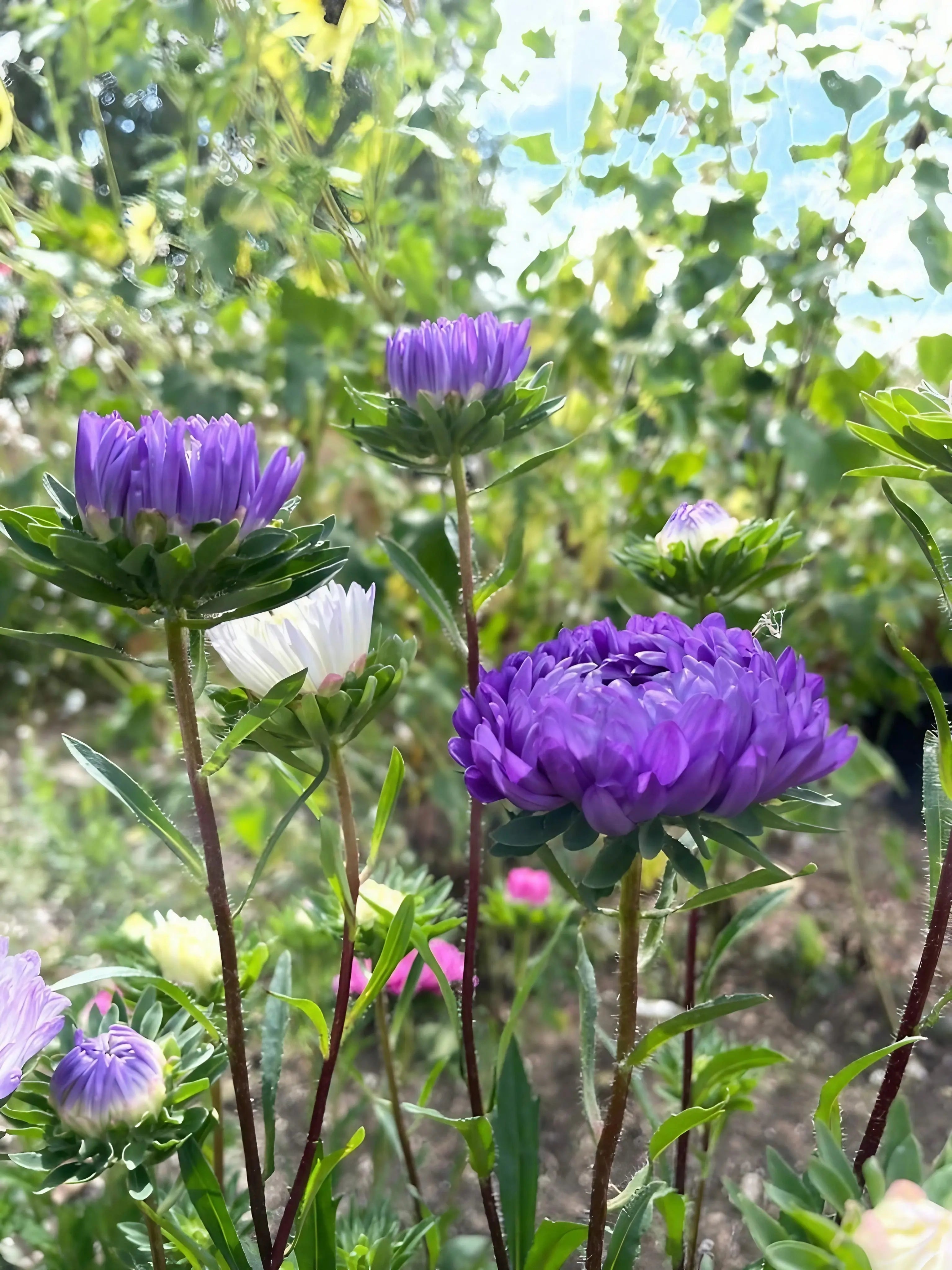 Aster Duchess Mixed - REGN