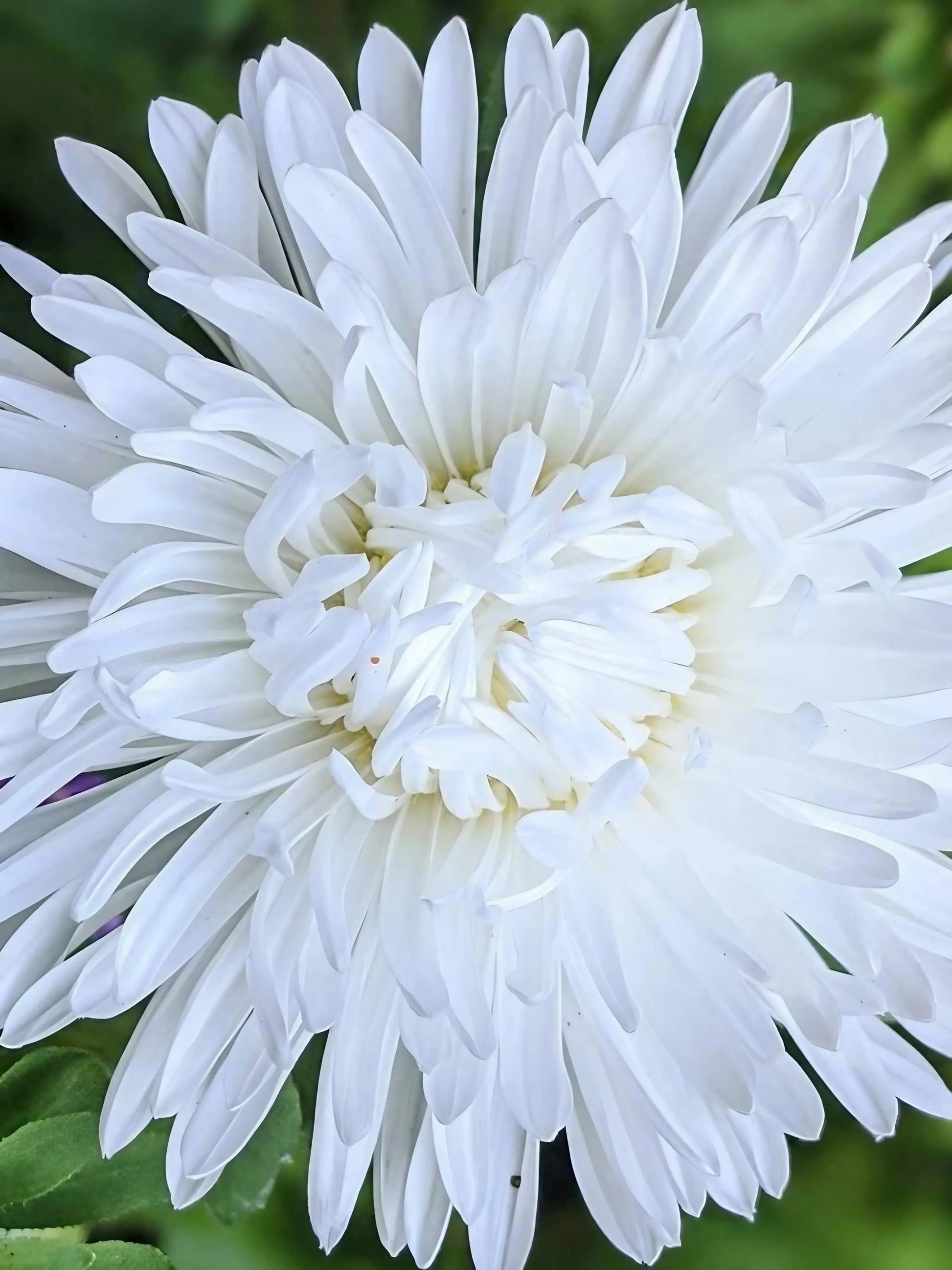 Aster Duchess Mixed - REGN