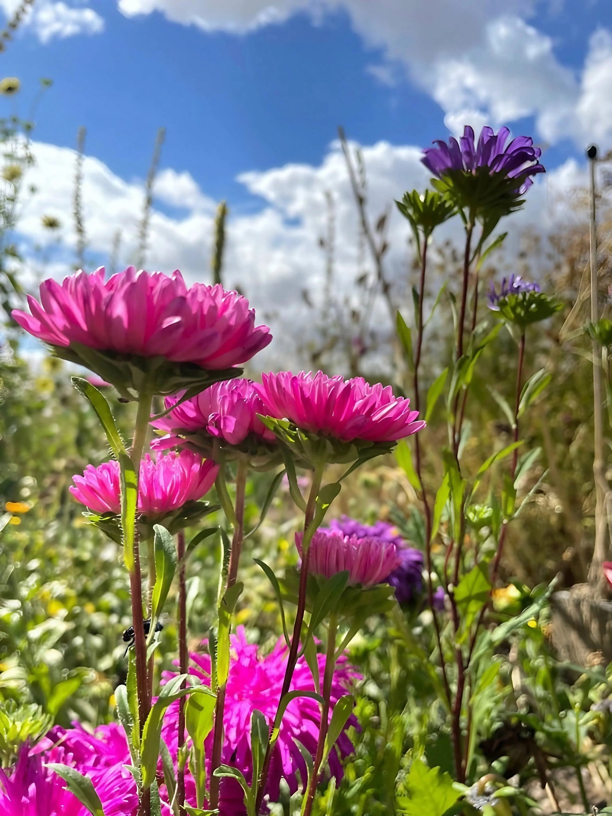 Aster Duchess Mixed - REGN