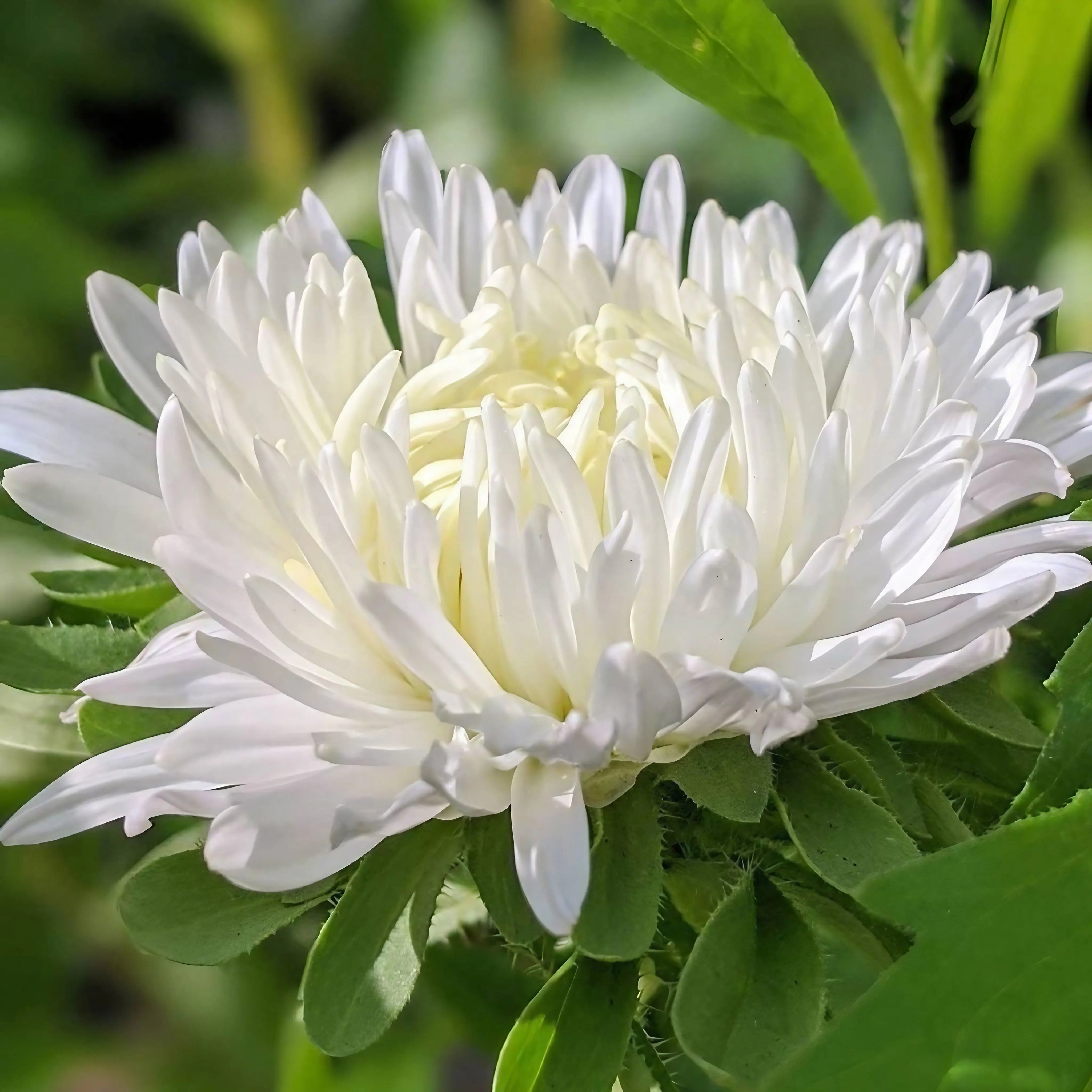Aster Duchess Mixed - REGN