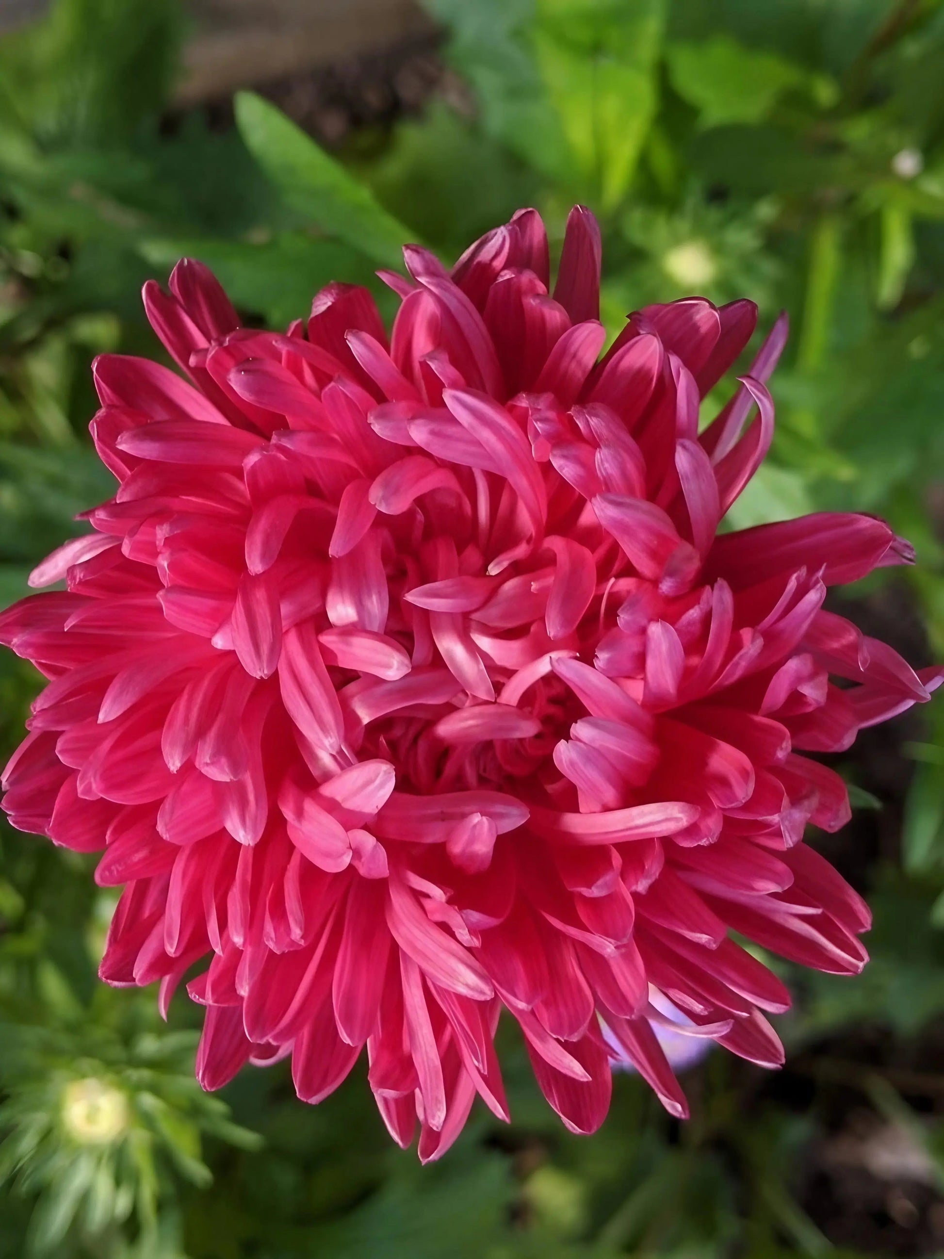 Aster Duchess Mixed - REGN