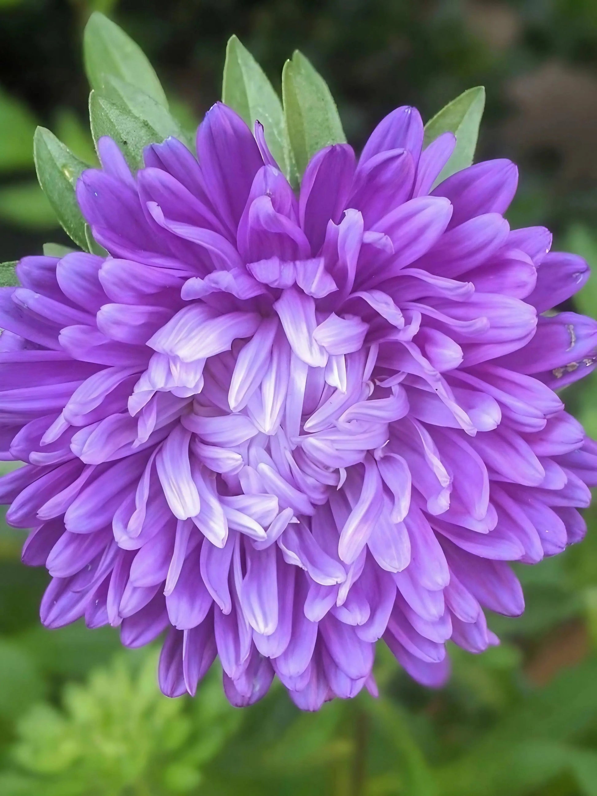 Aster Duchess Mixed - REGN