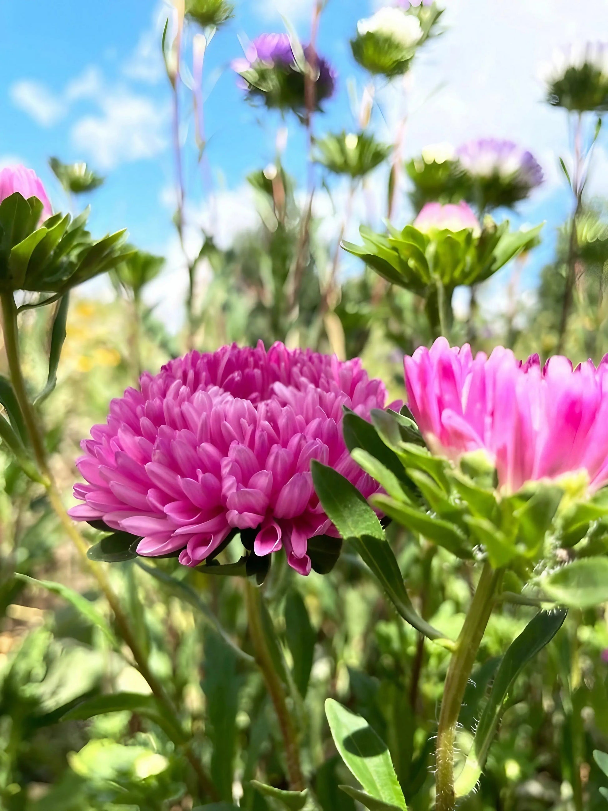 Aster Duchess Mixed - REGN
