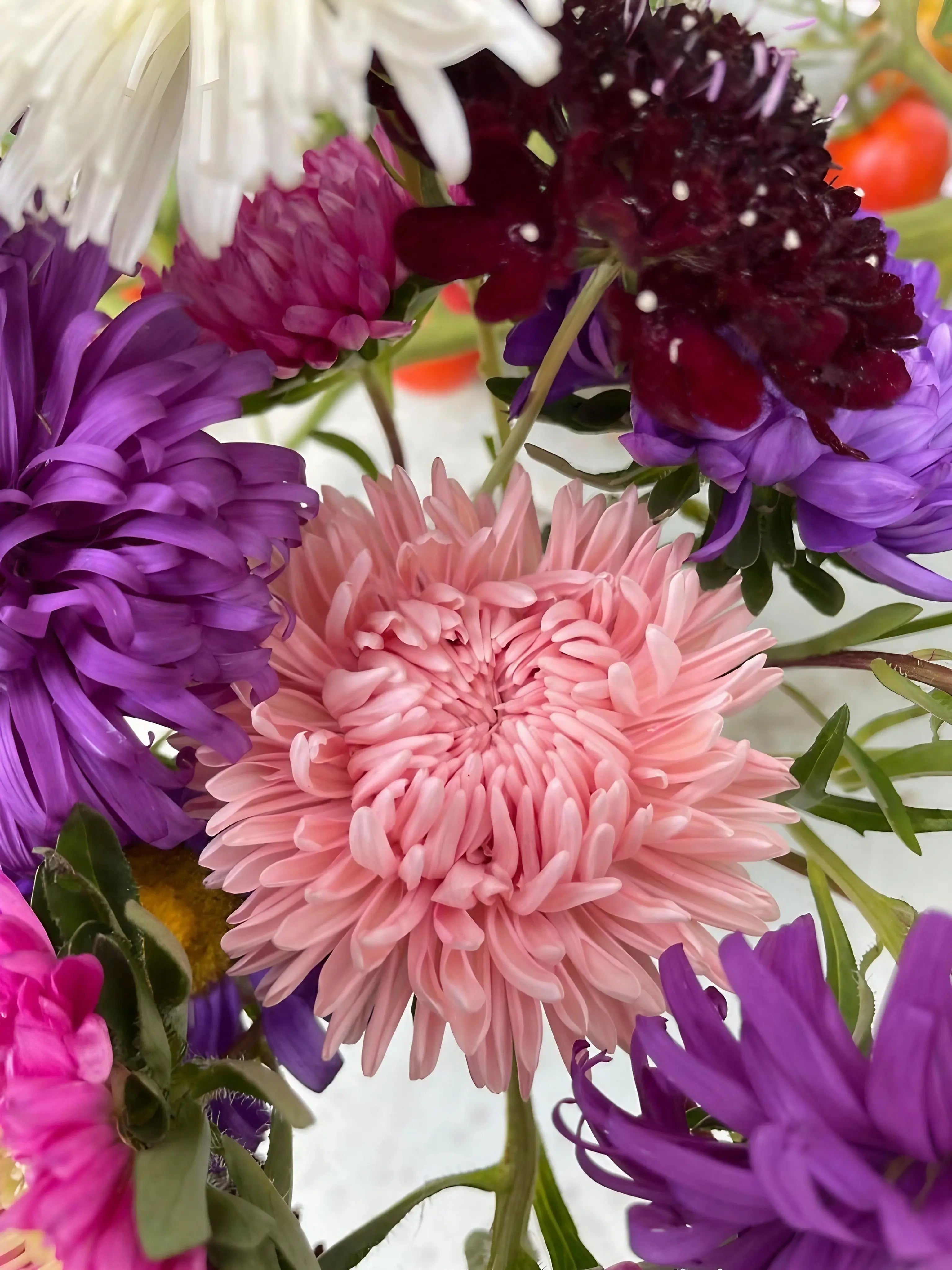 Aster Duchess Mixed - REGN