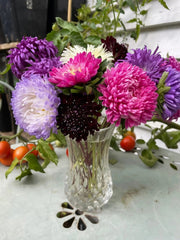 Aster Duchess Mixed - REGN